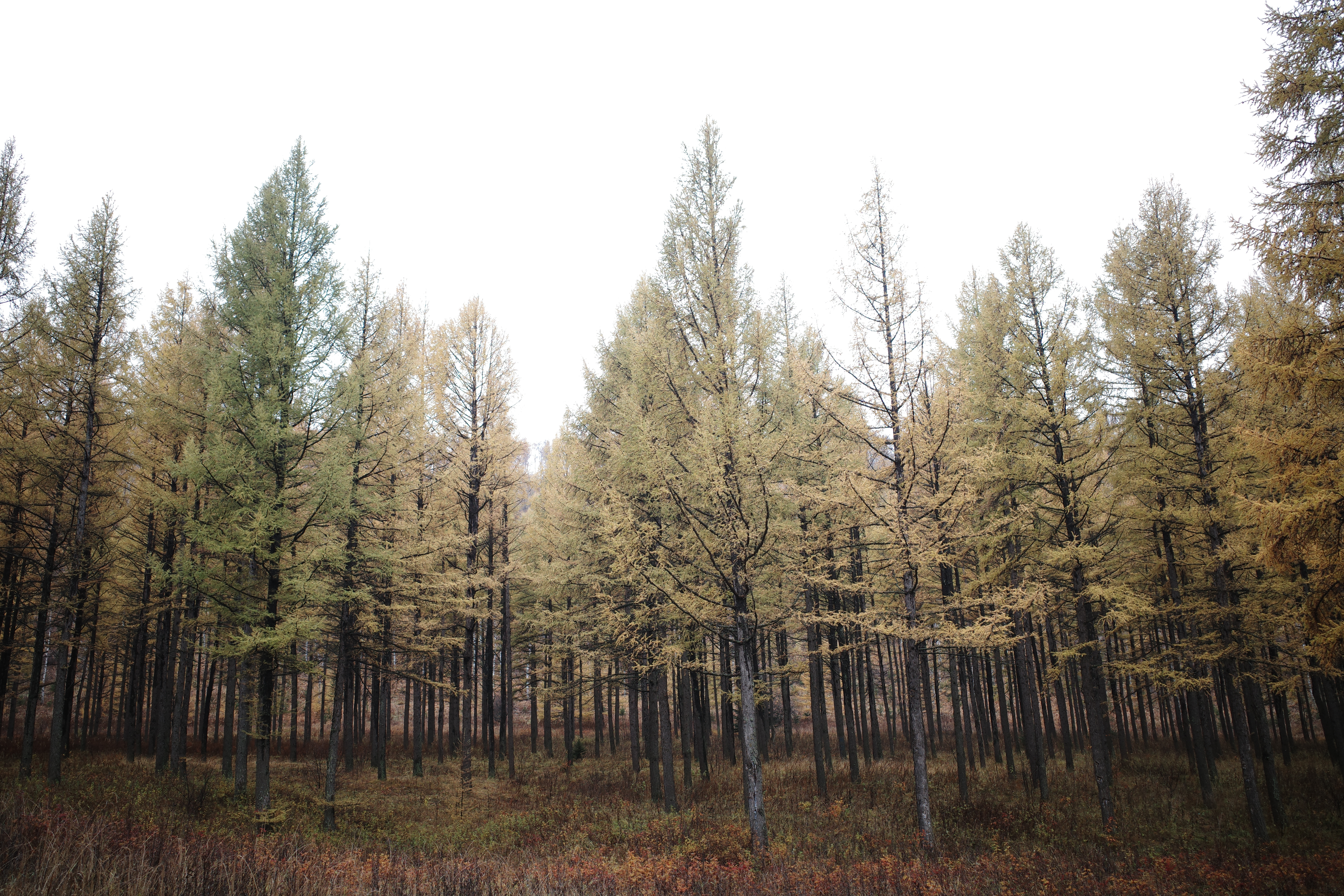 Tree photograph R0005457