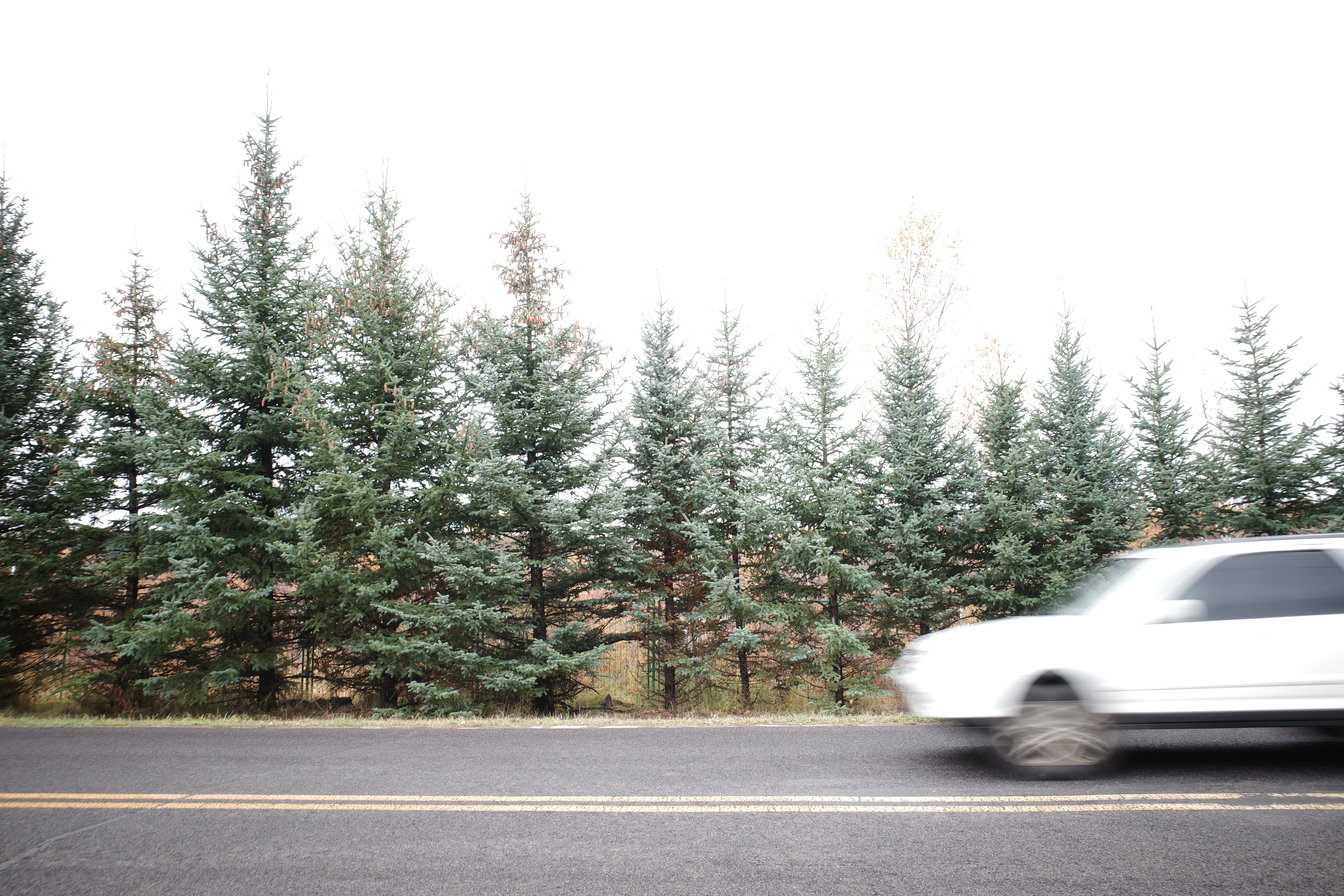 A white car passing a row of evergreen trees
