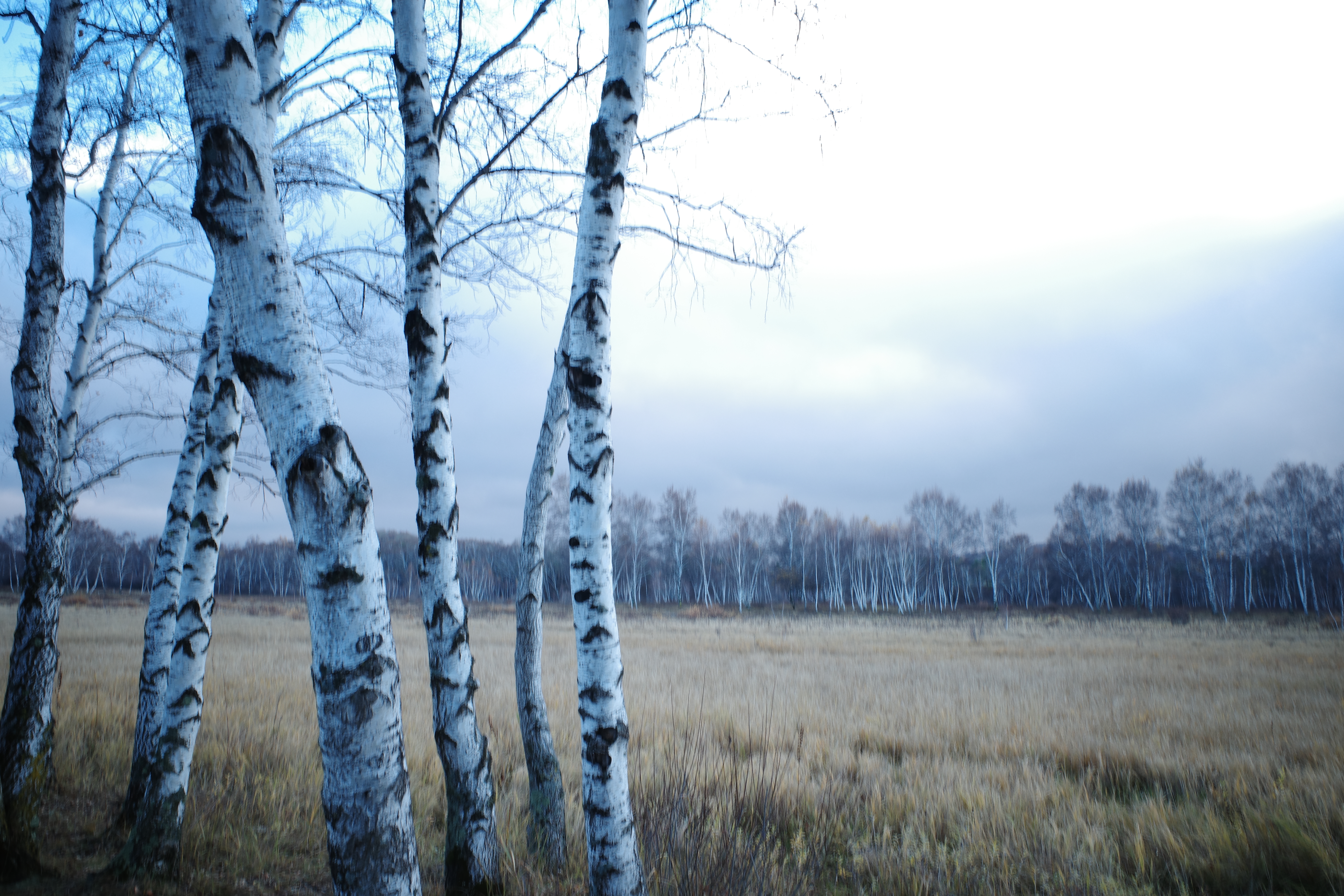 Tree photograph R0005635