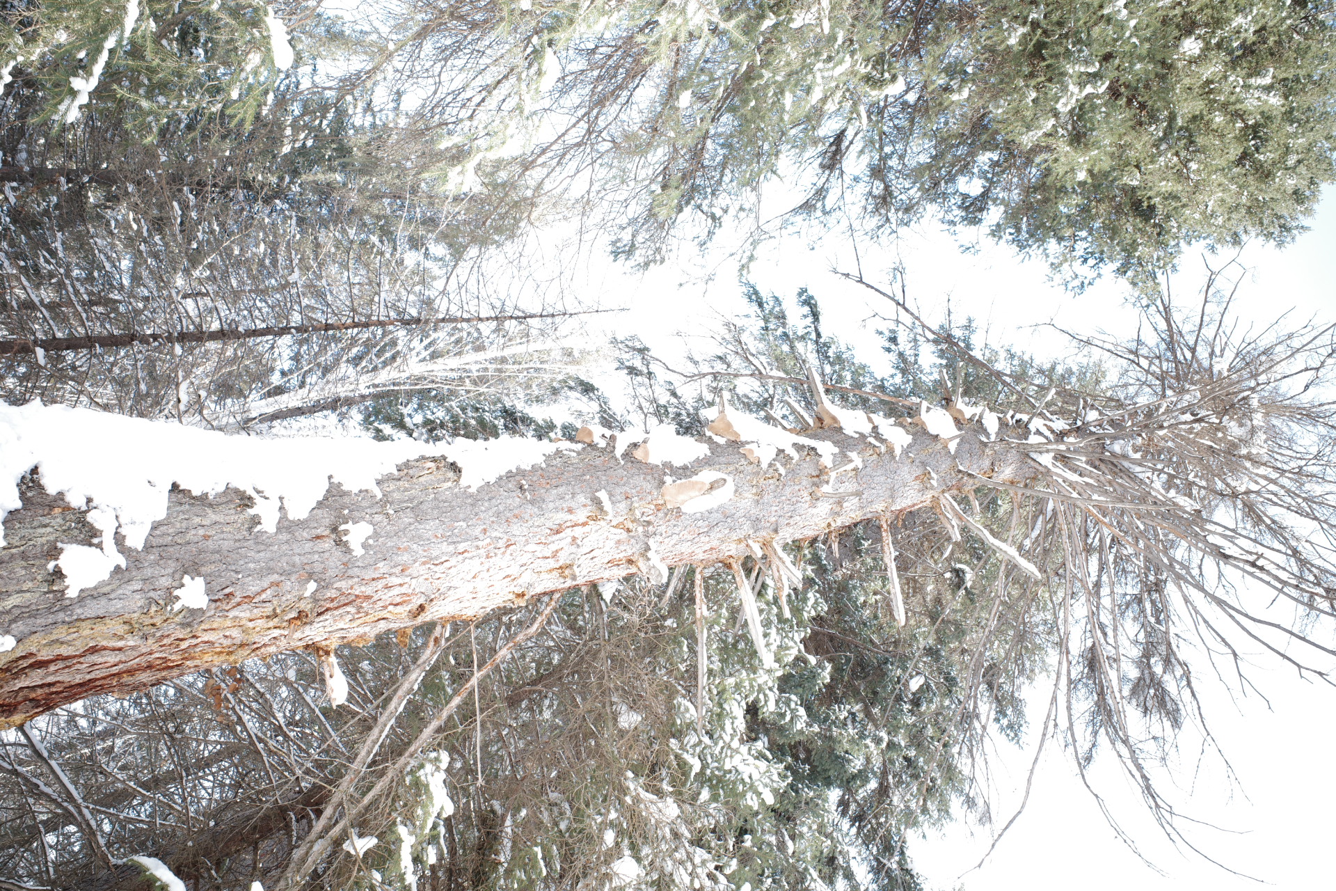 Tree photograph R0008648