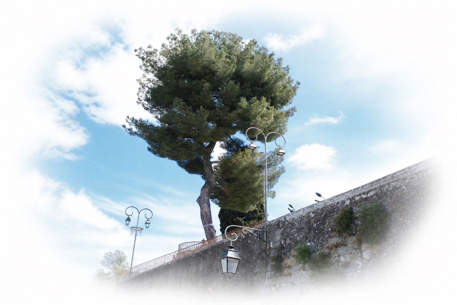 Pine tree above a stone wall, softly blended into white