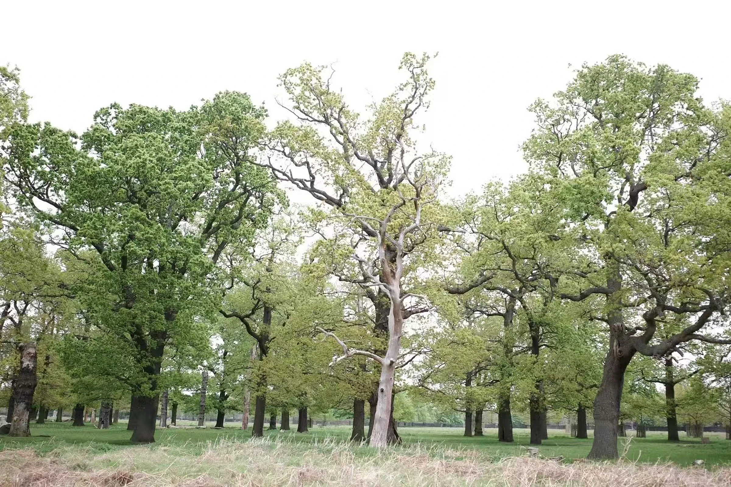 Tree photograph 03