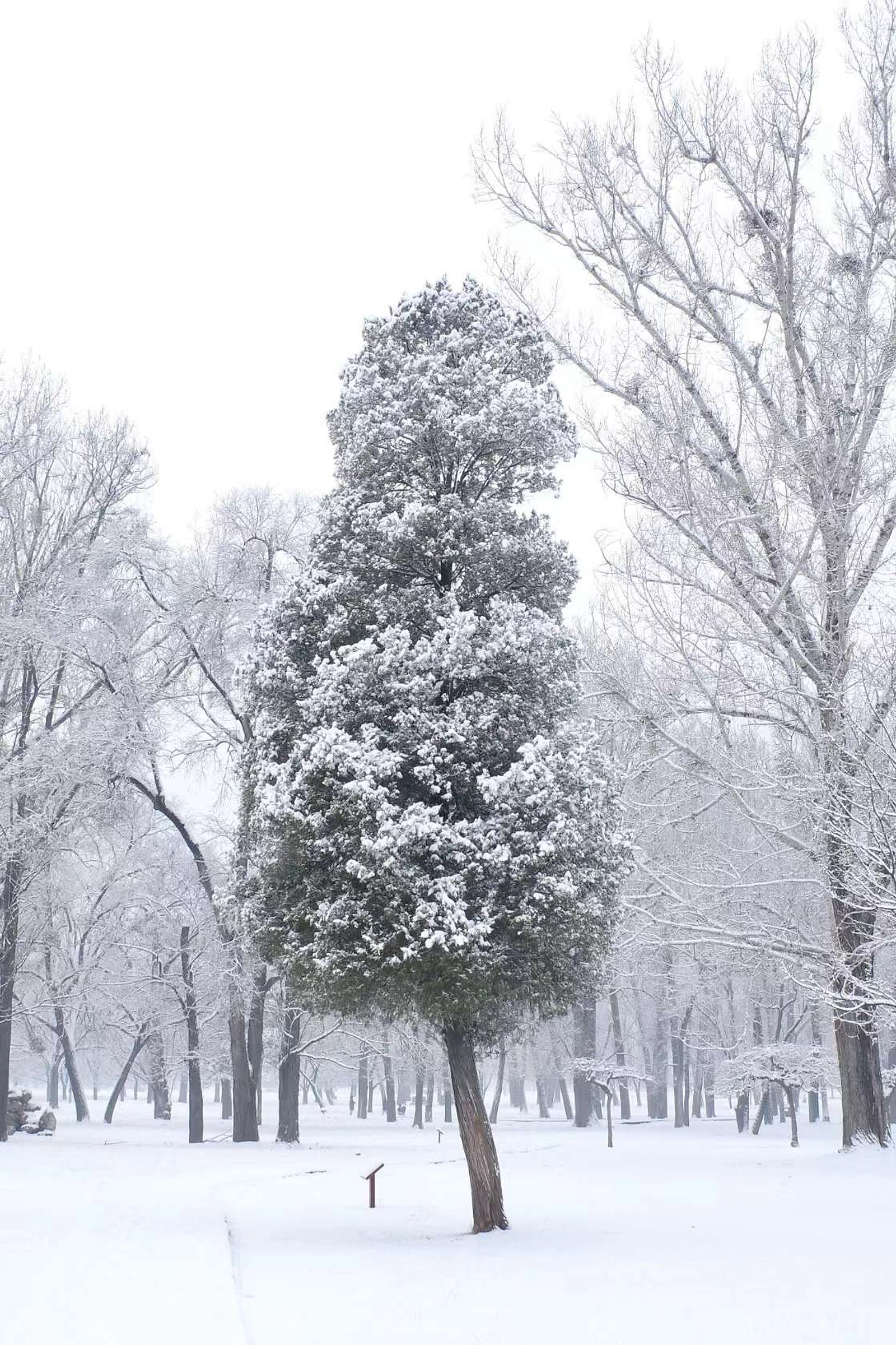 Tree photograph 04