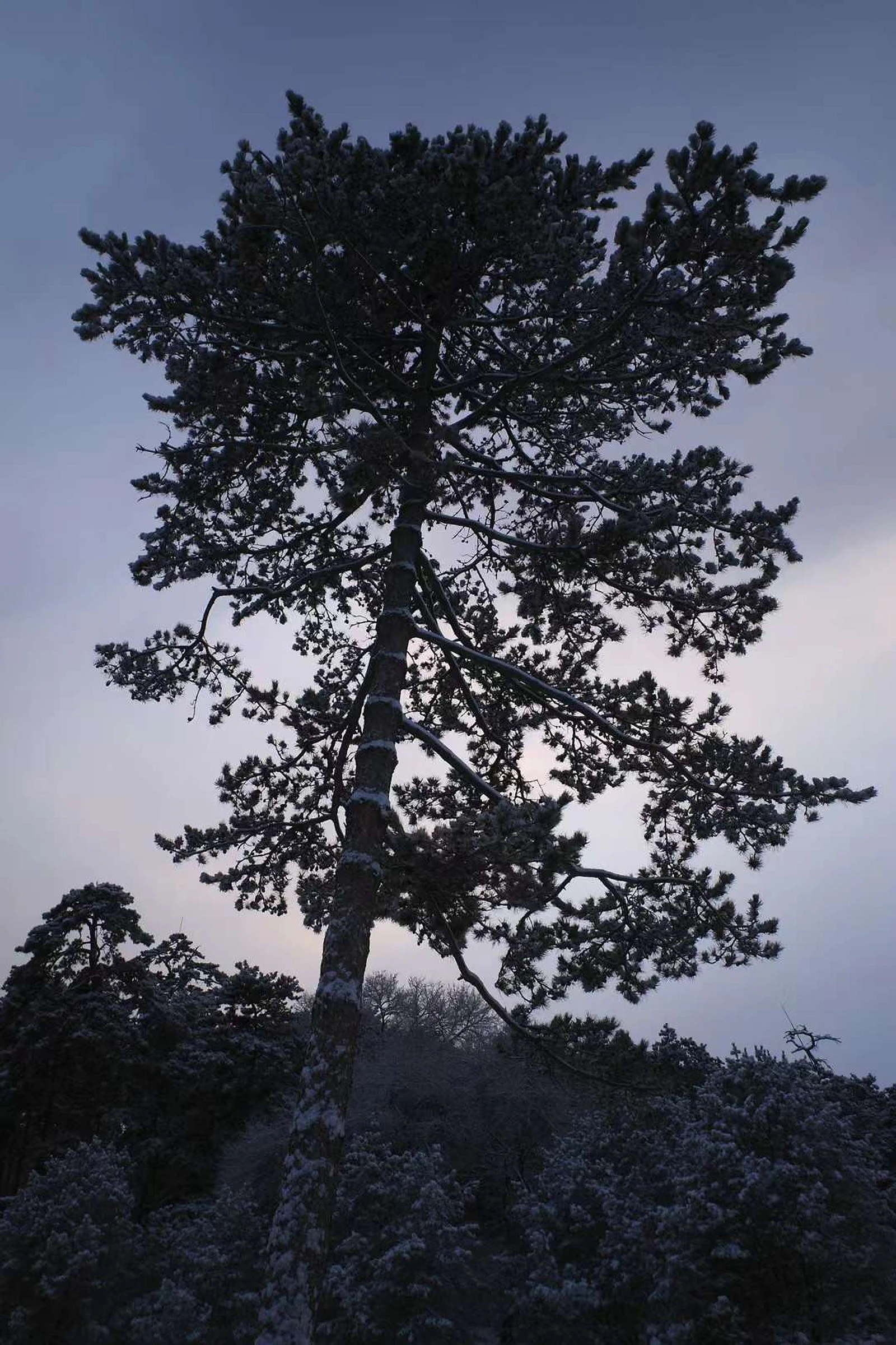 Tree photograph 05