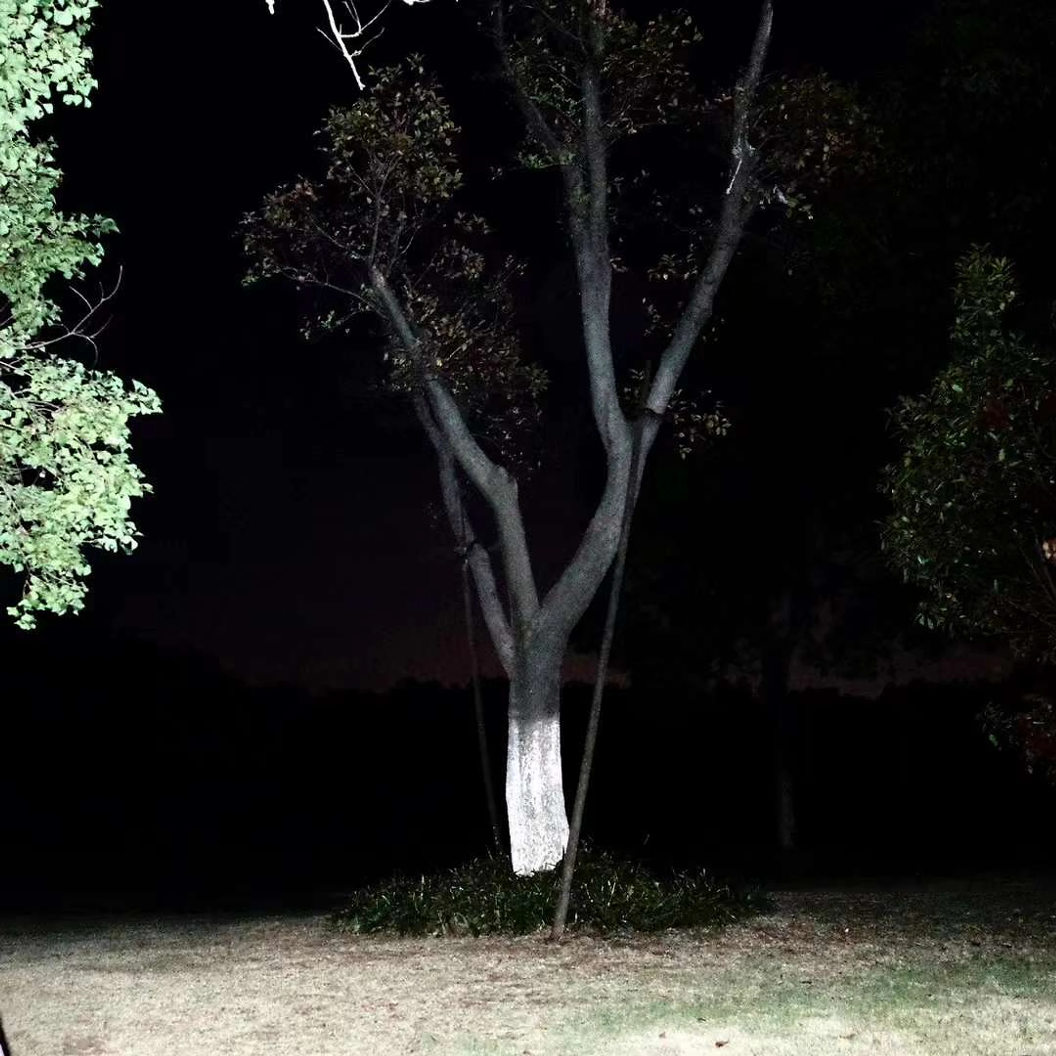 Tree photograph 06