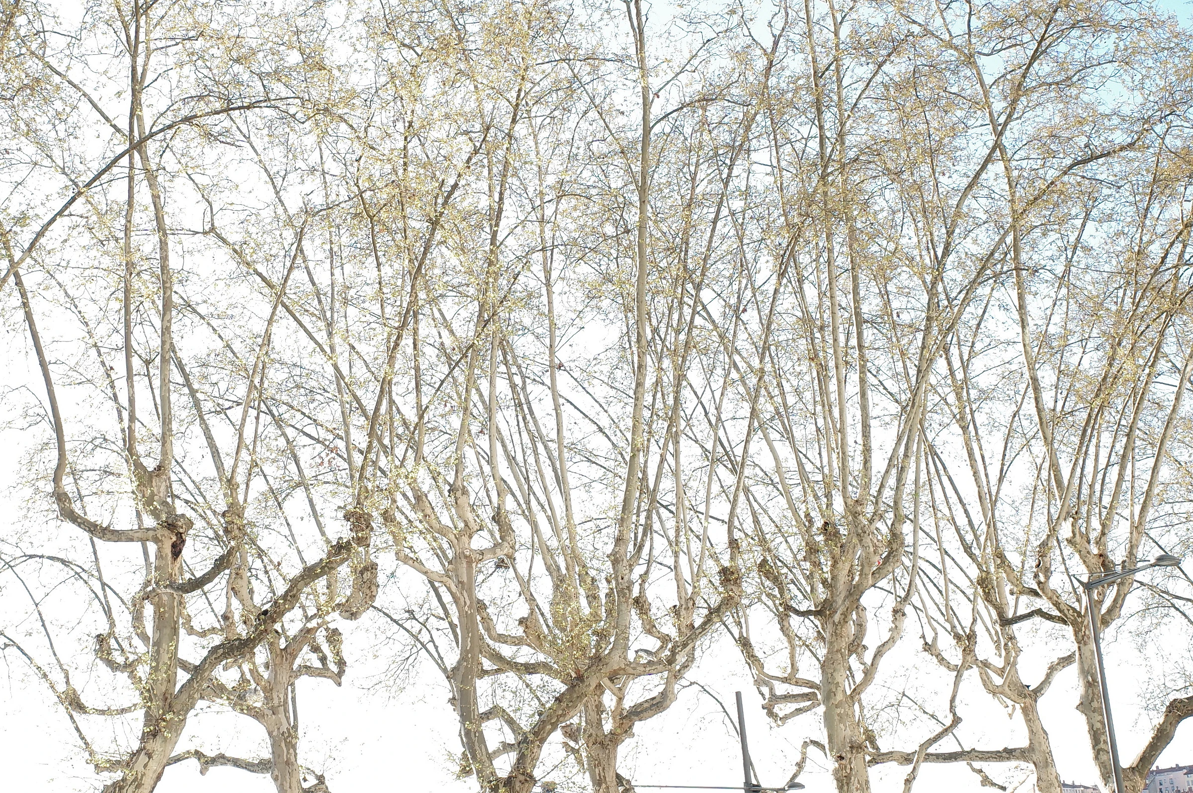 Tree photograph 08