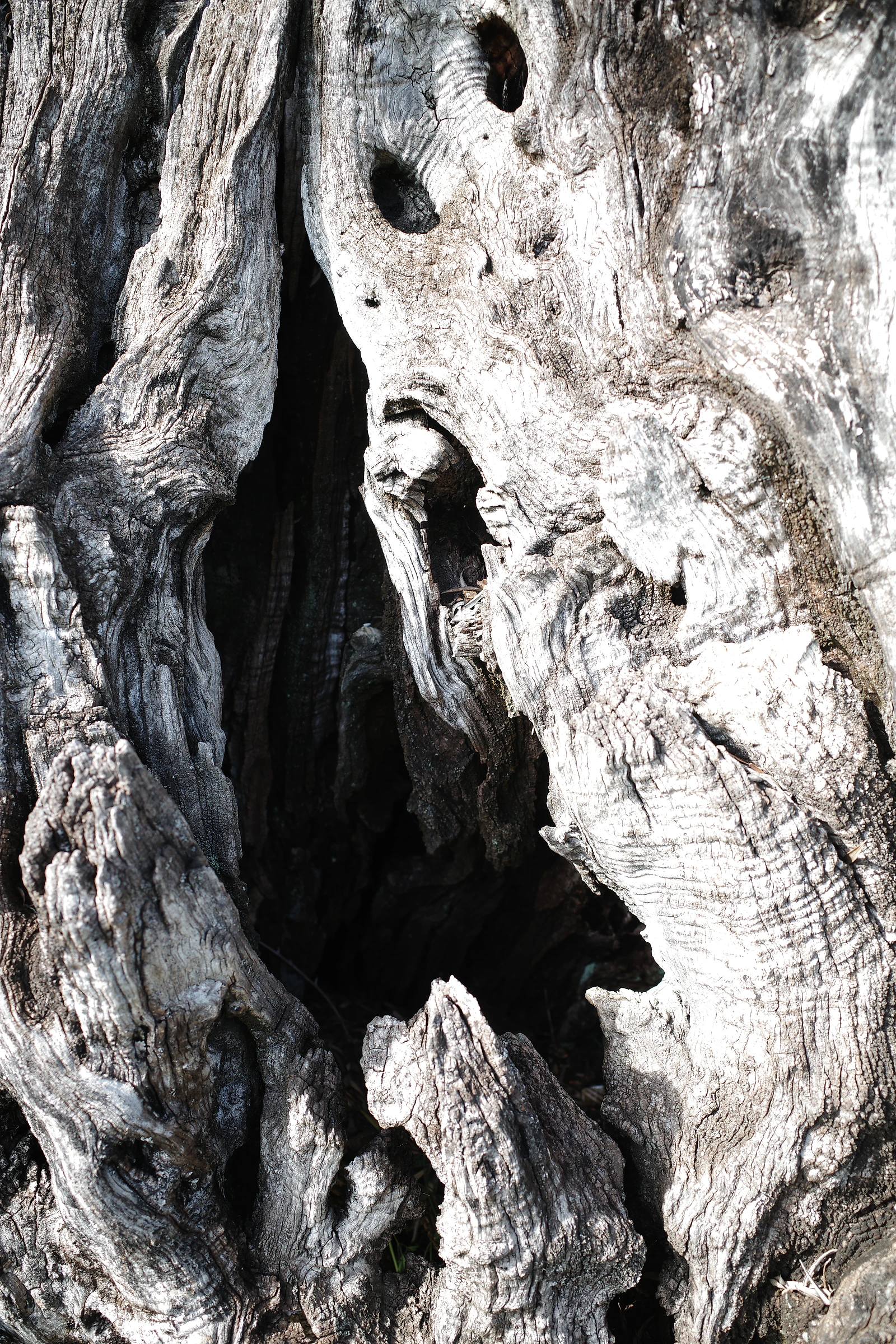 Tree photograph 09