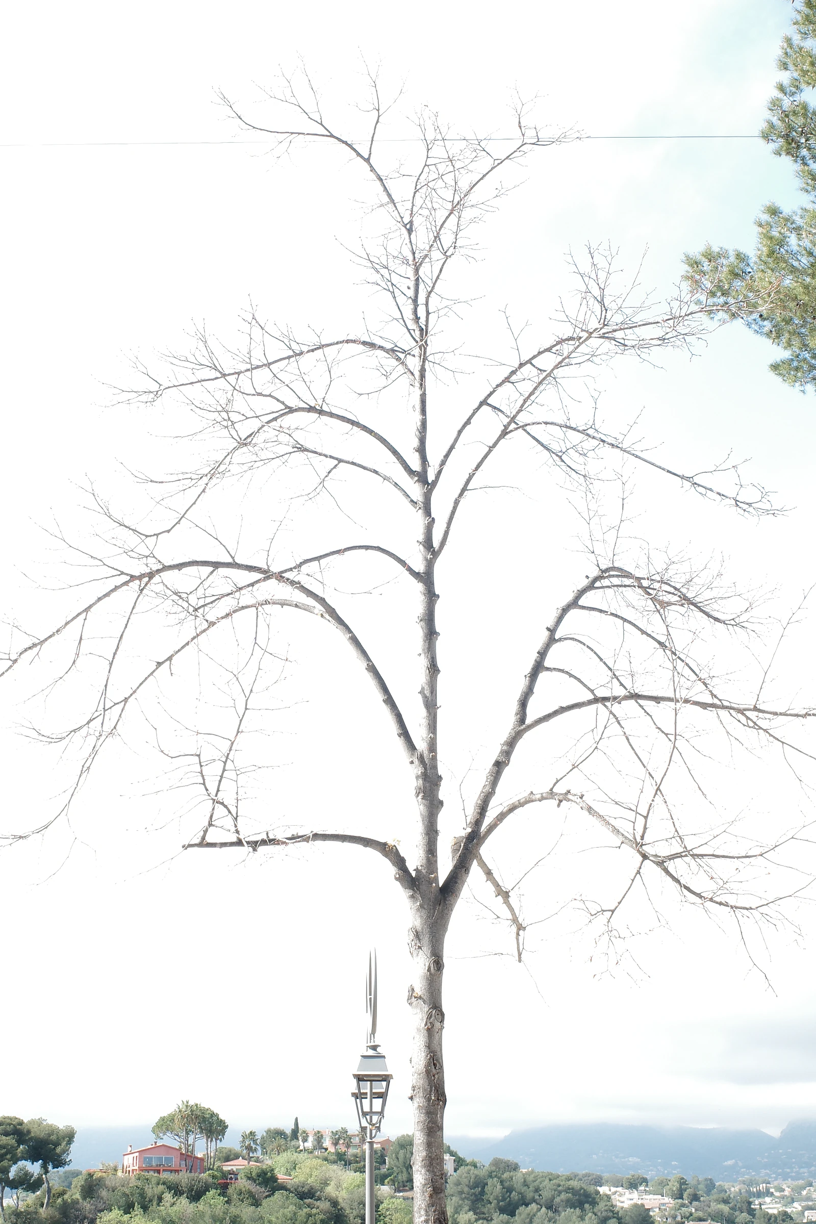Tree photograph 11