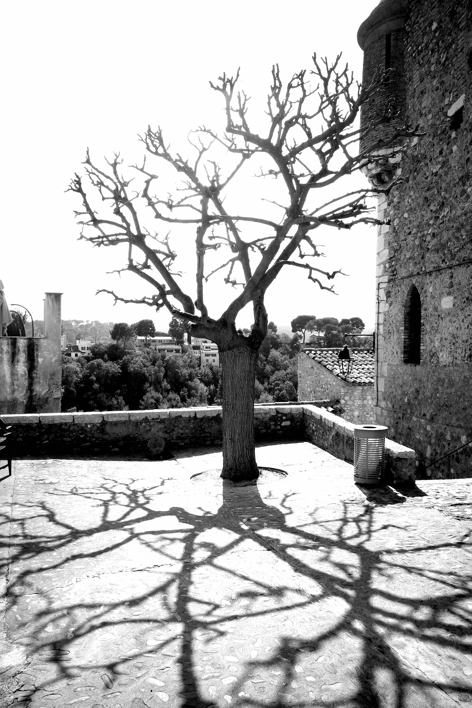 Tree photograph 12