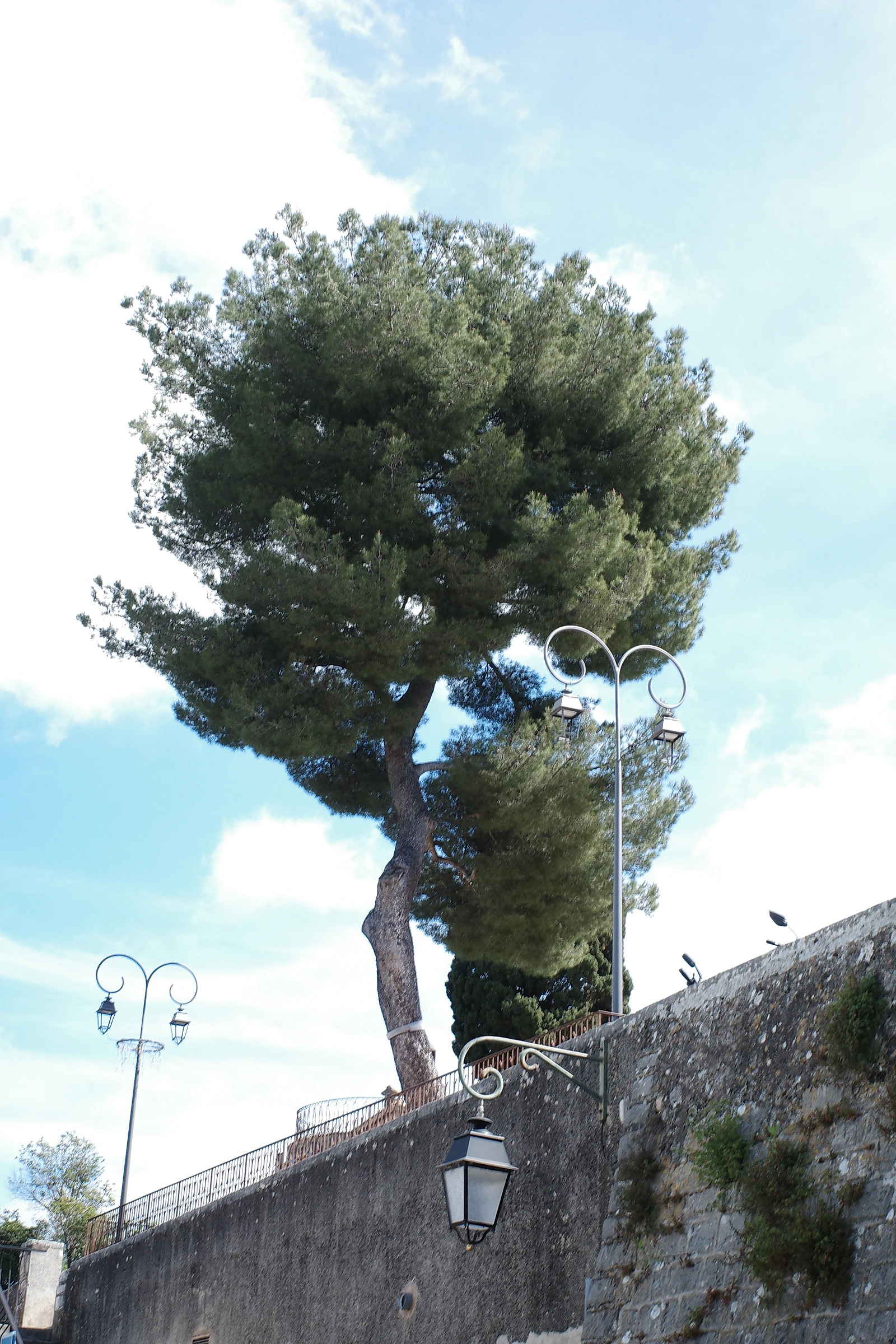 Tree photograph 13
