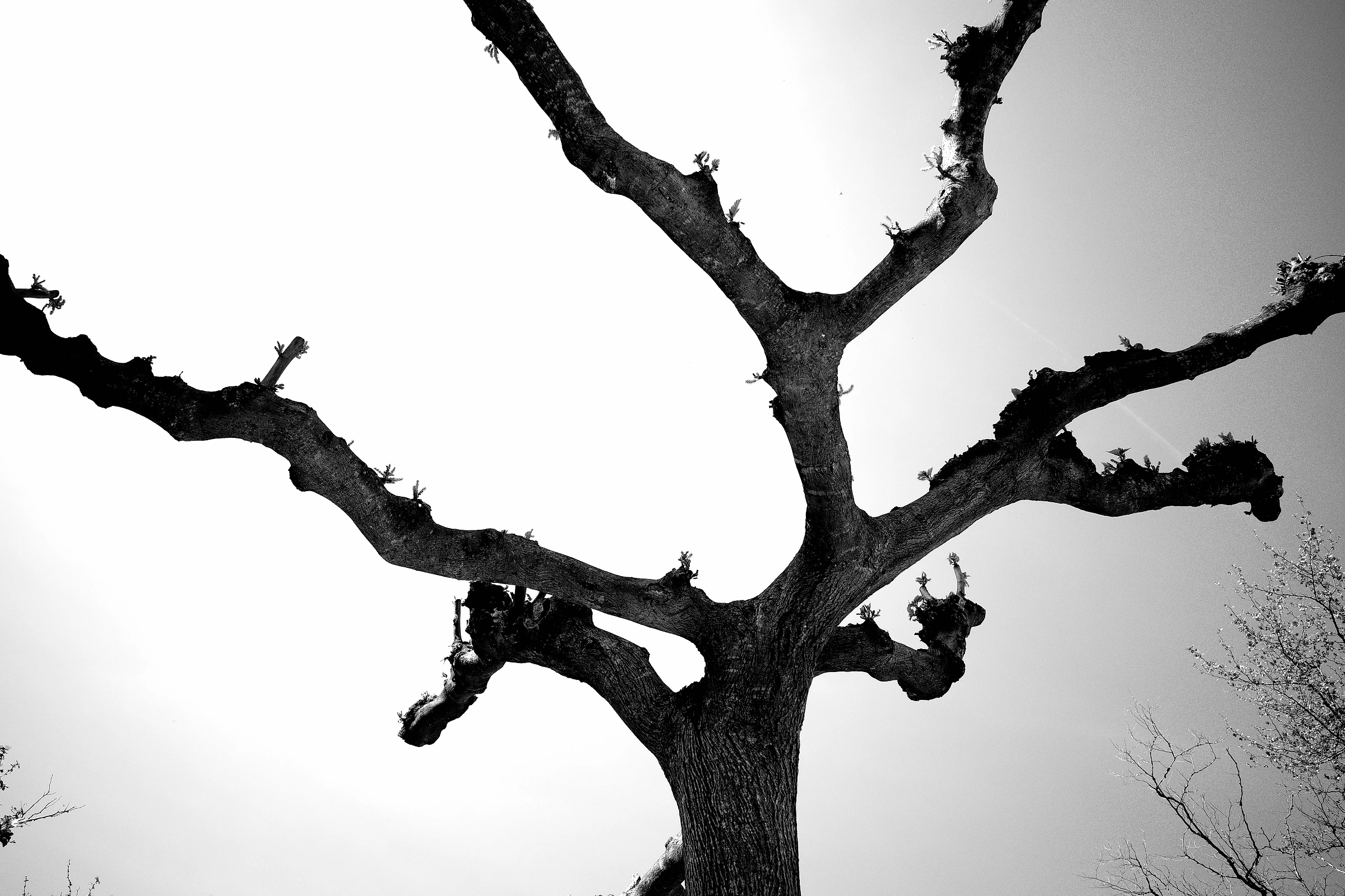 Tree photograph 14