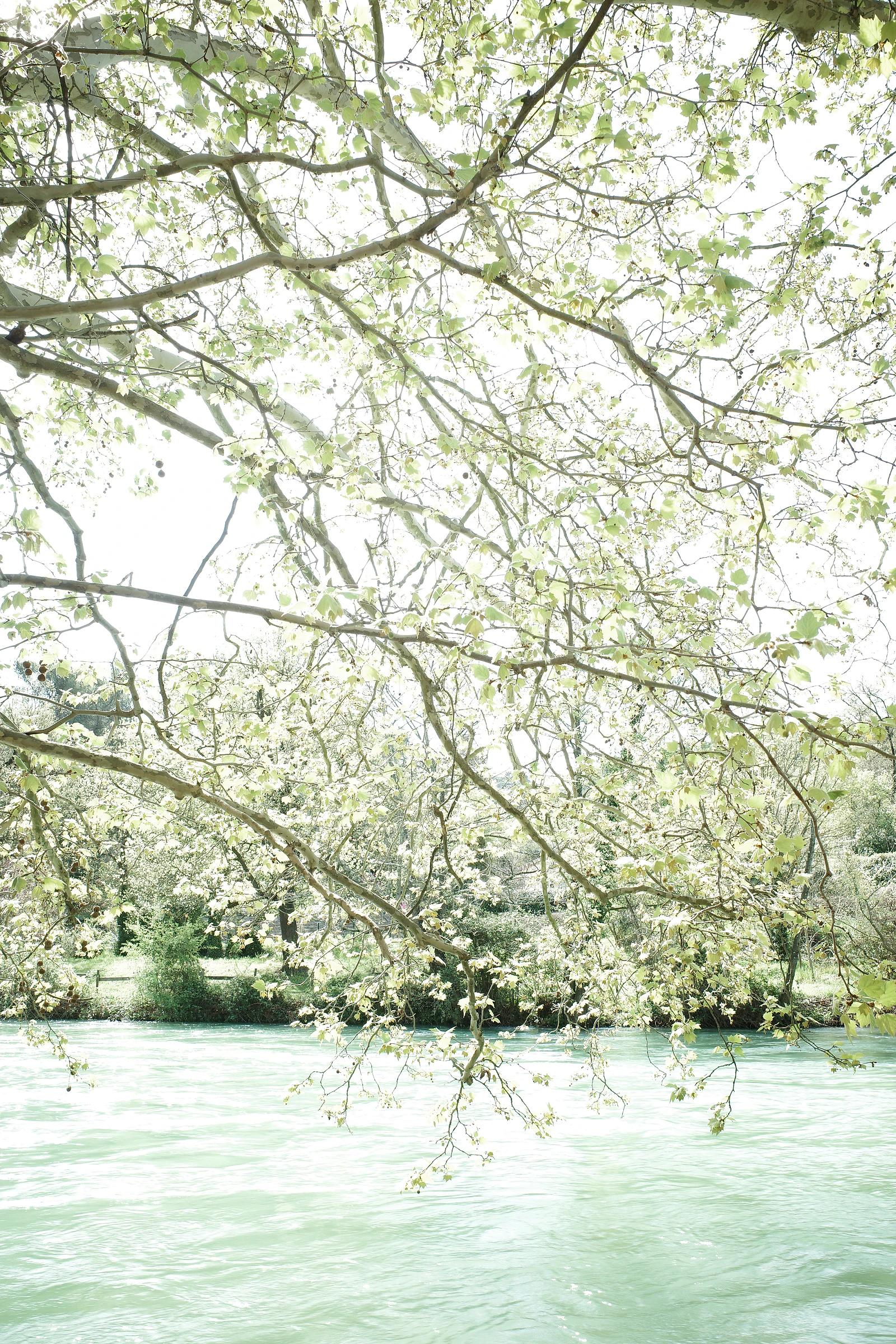 Tree photograph 15