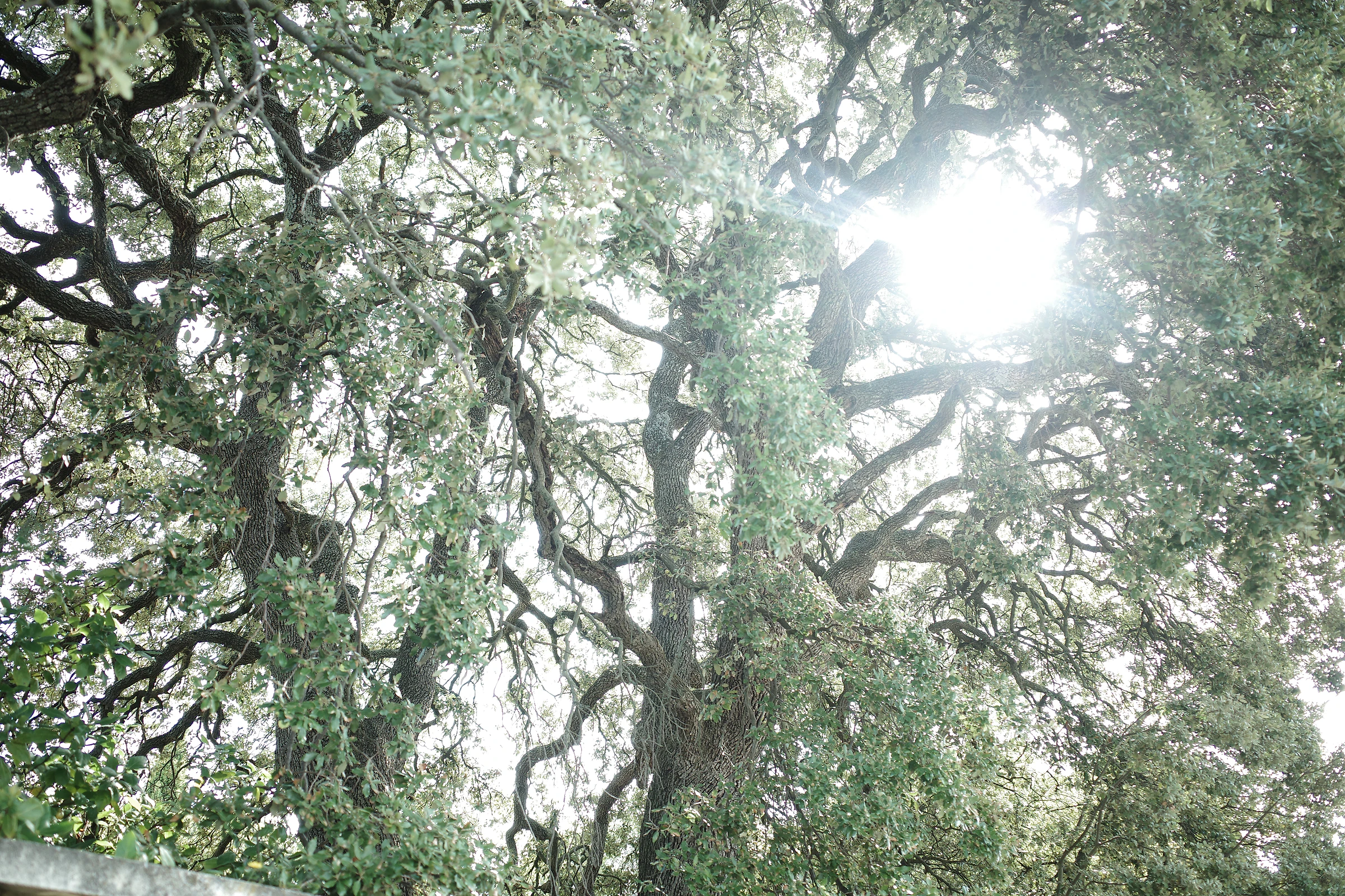Tree photograph 16