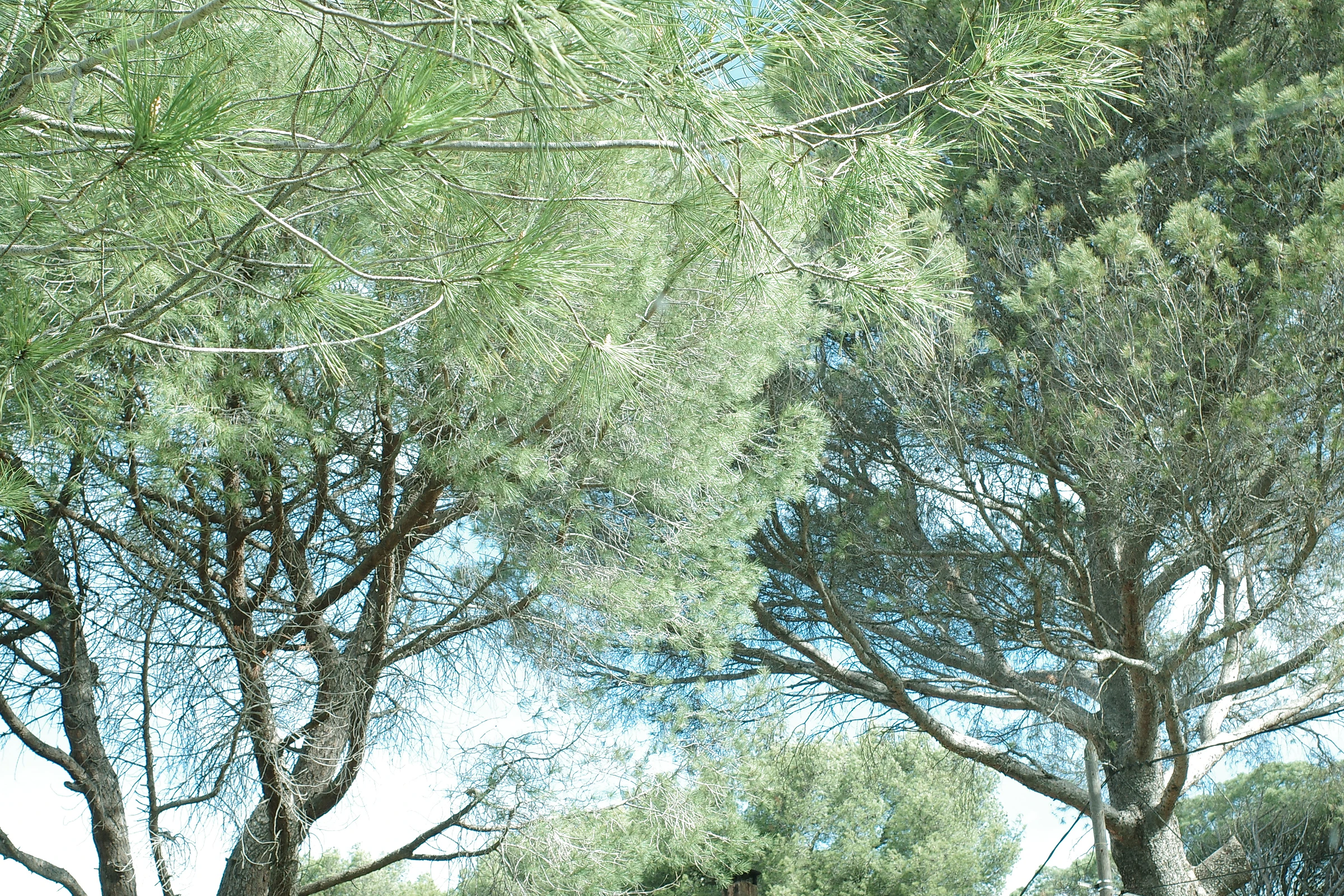 Tree photograph 17