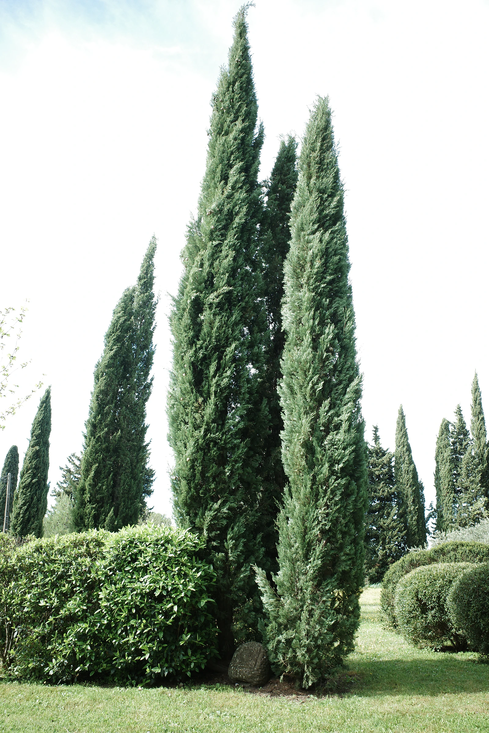 Tree photograph 18