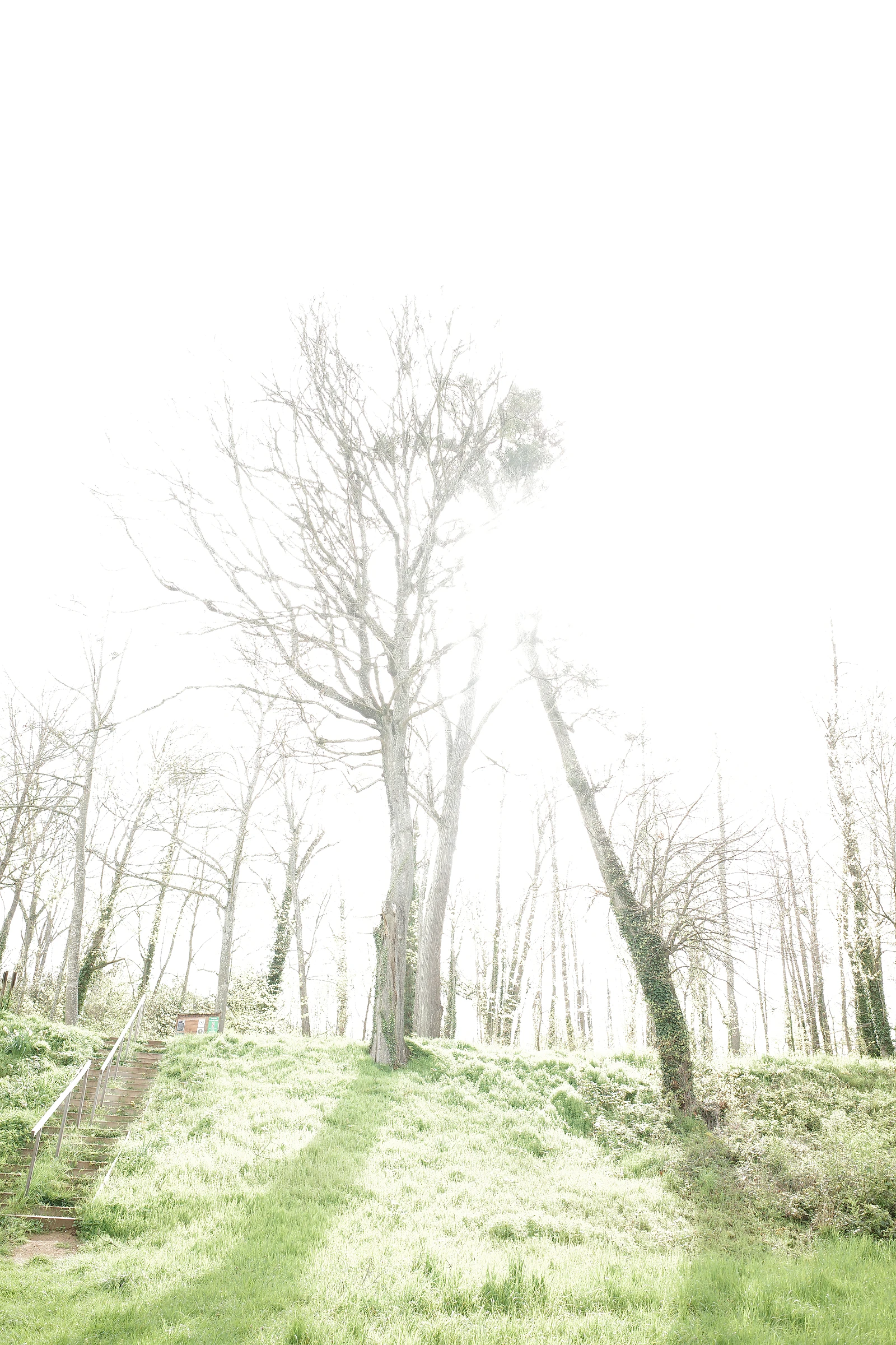 Tree photograph 19