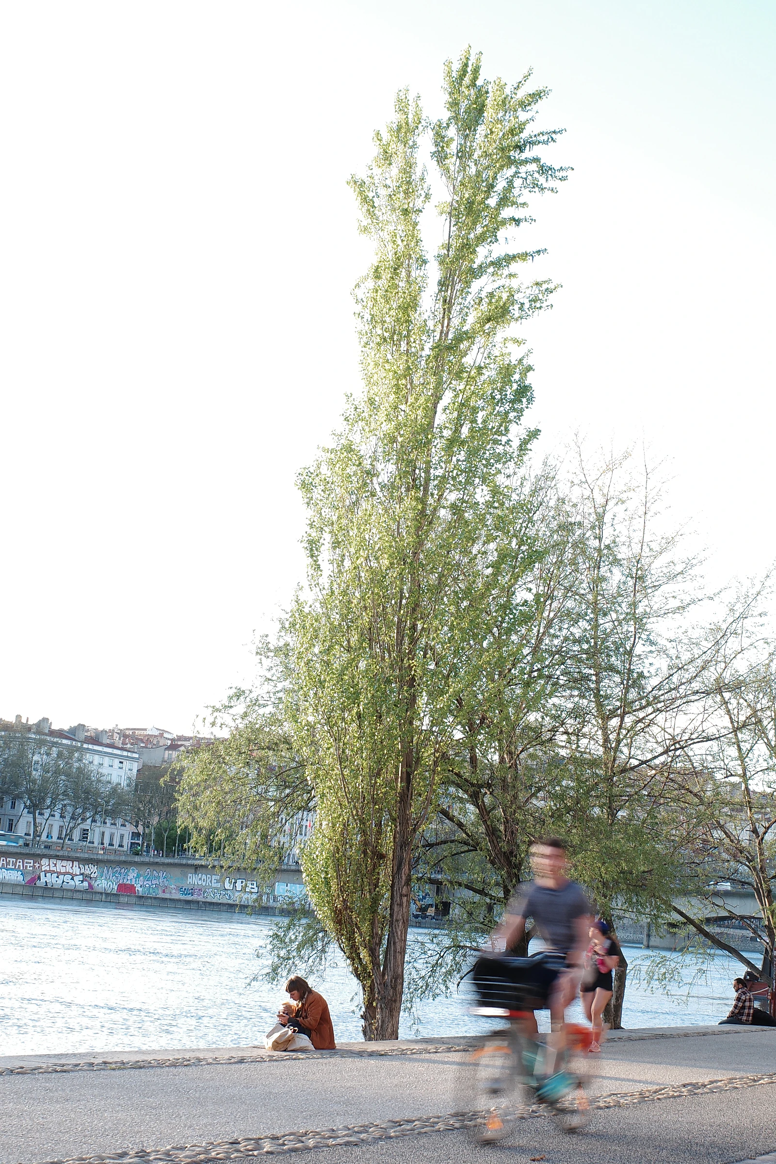 Tree photograph 21