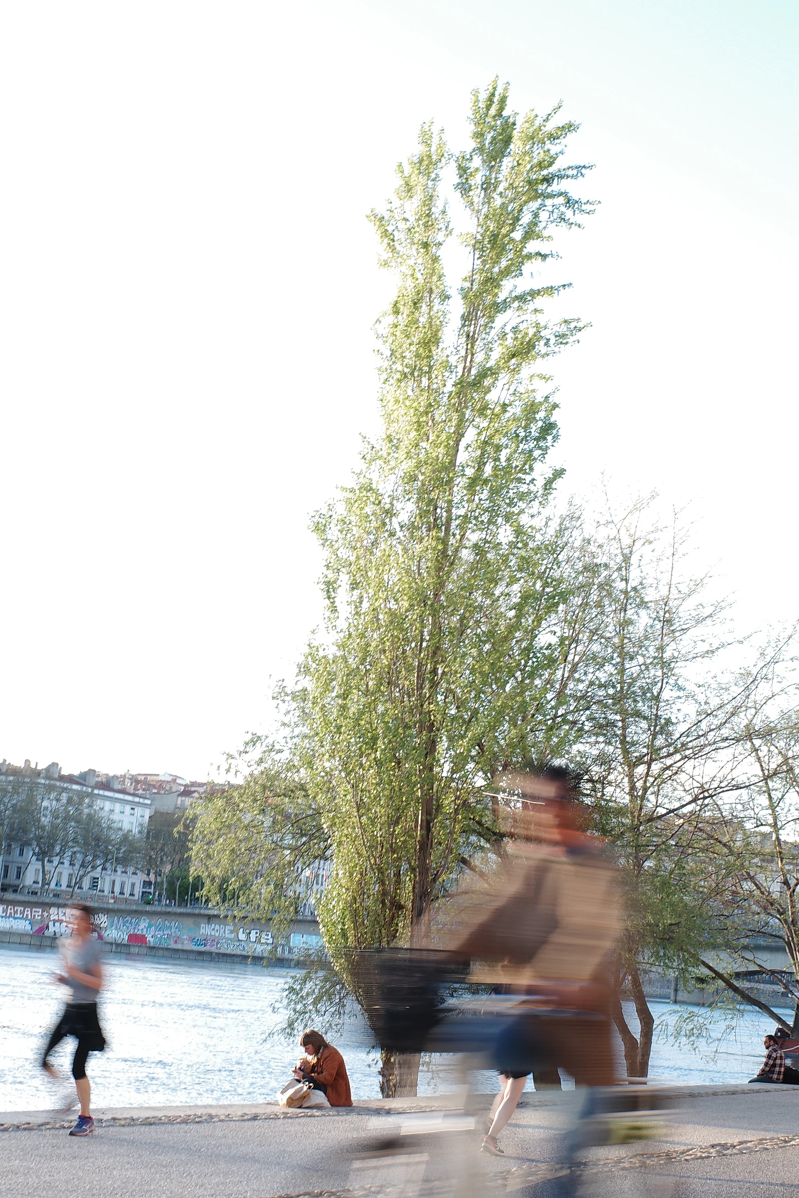 Tree photograph 22