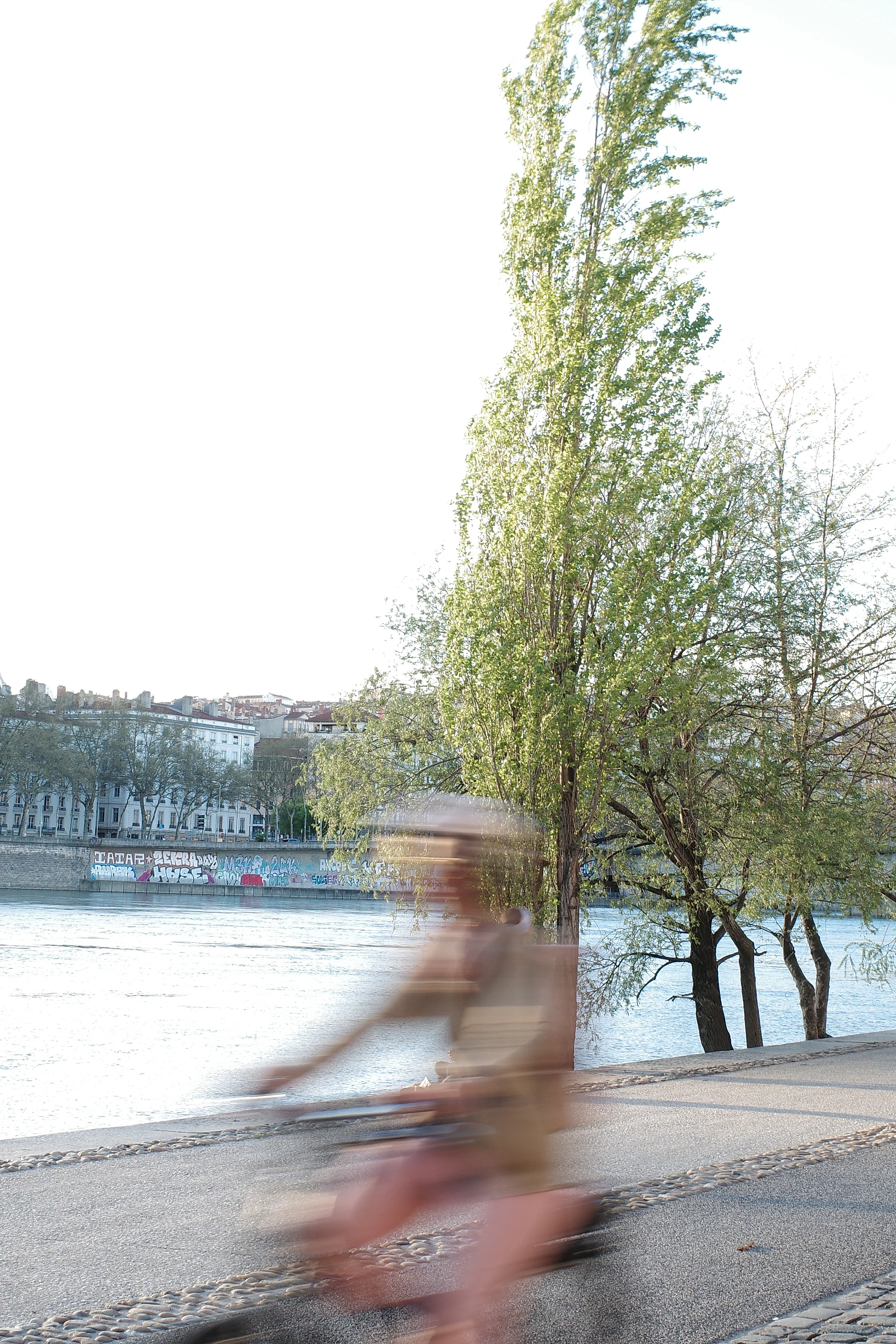 Tree photograph 23