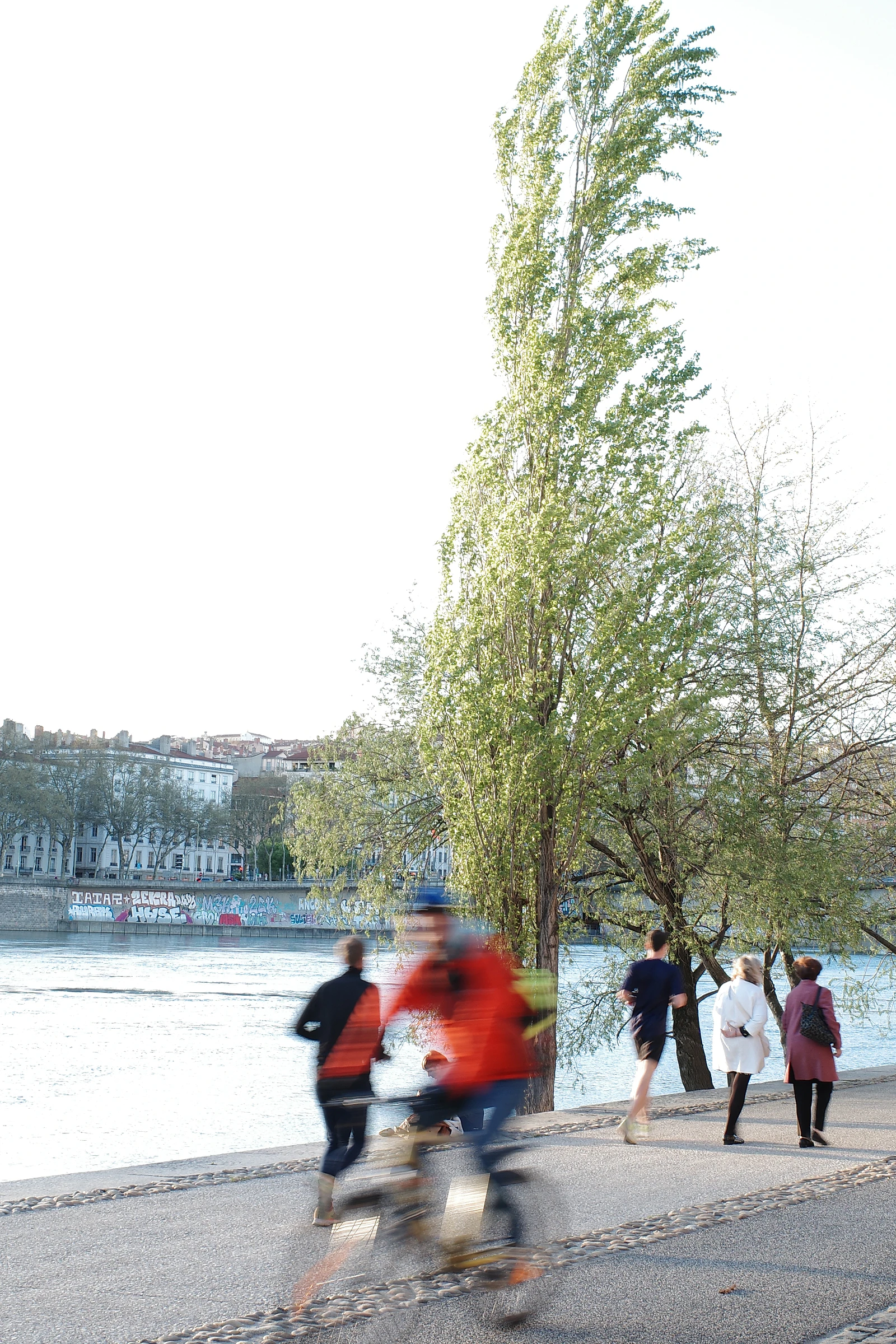 Tree photograph 24