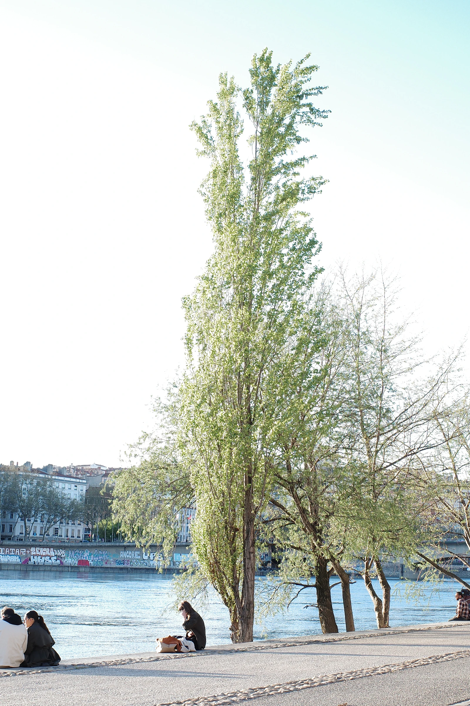 Tree photograph 25