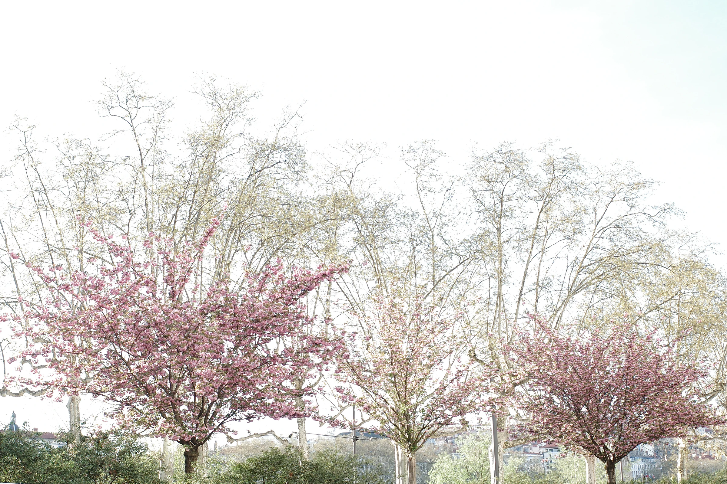 Tree photograph 26