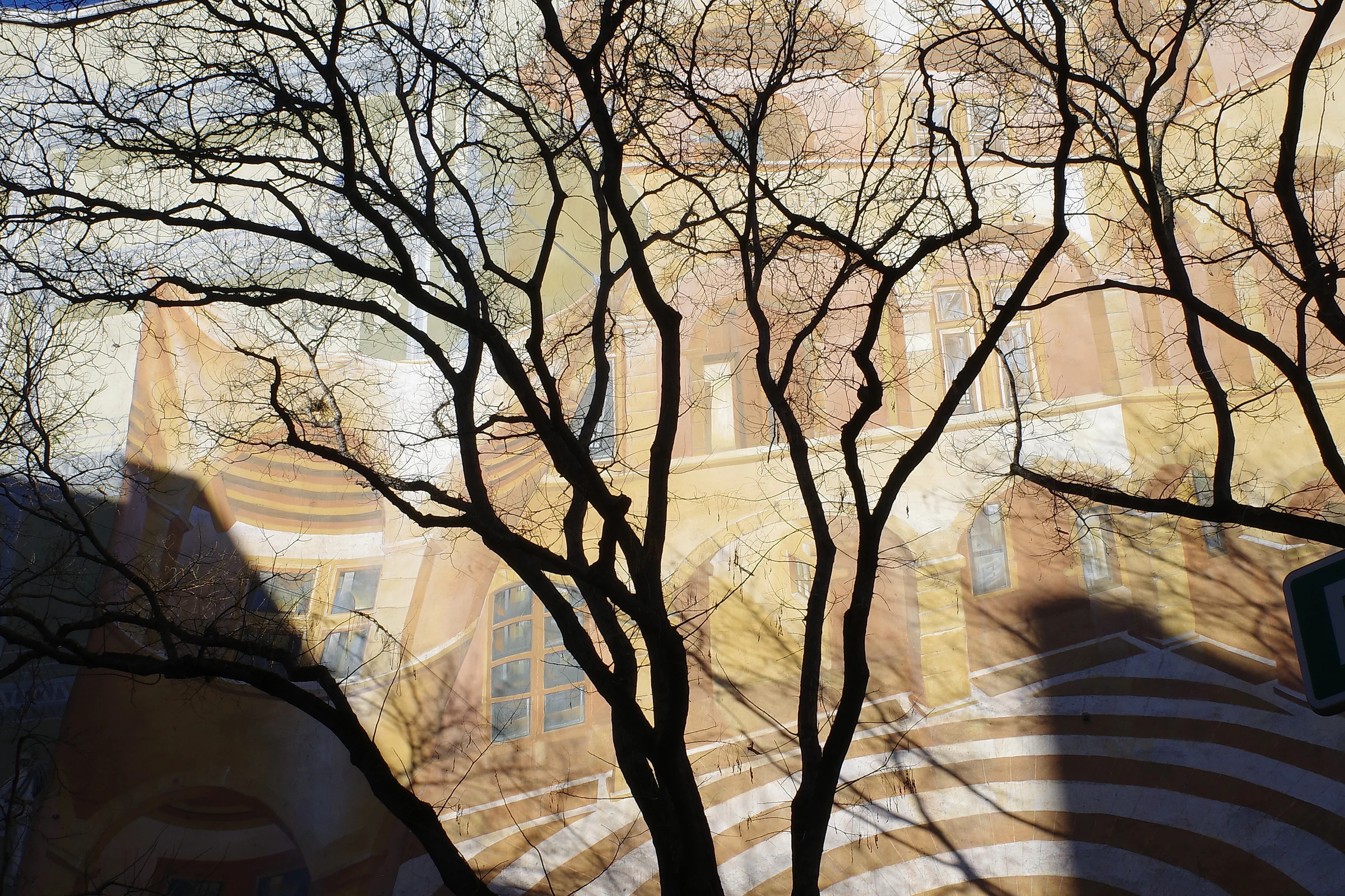 Tree photograph 27