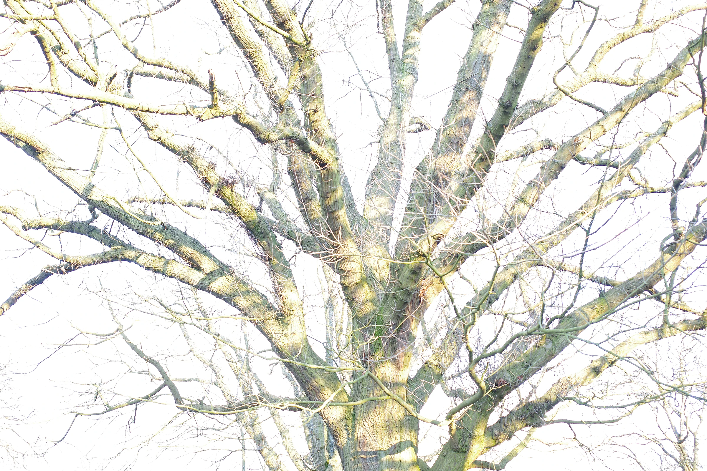 Tree photograph 28