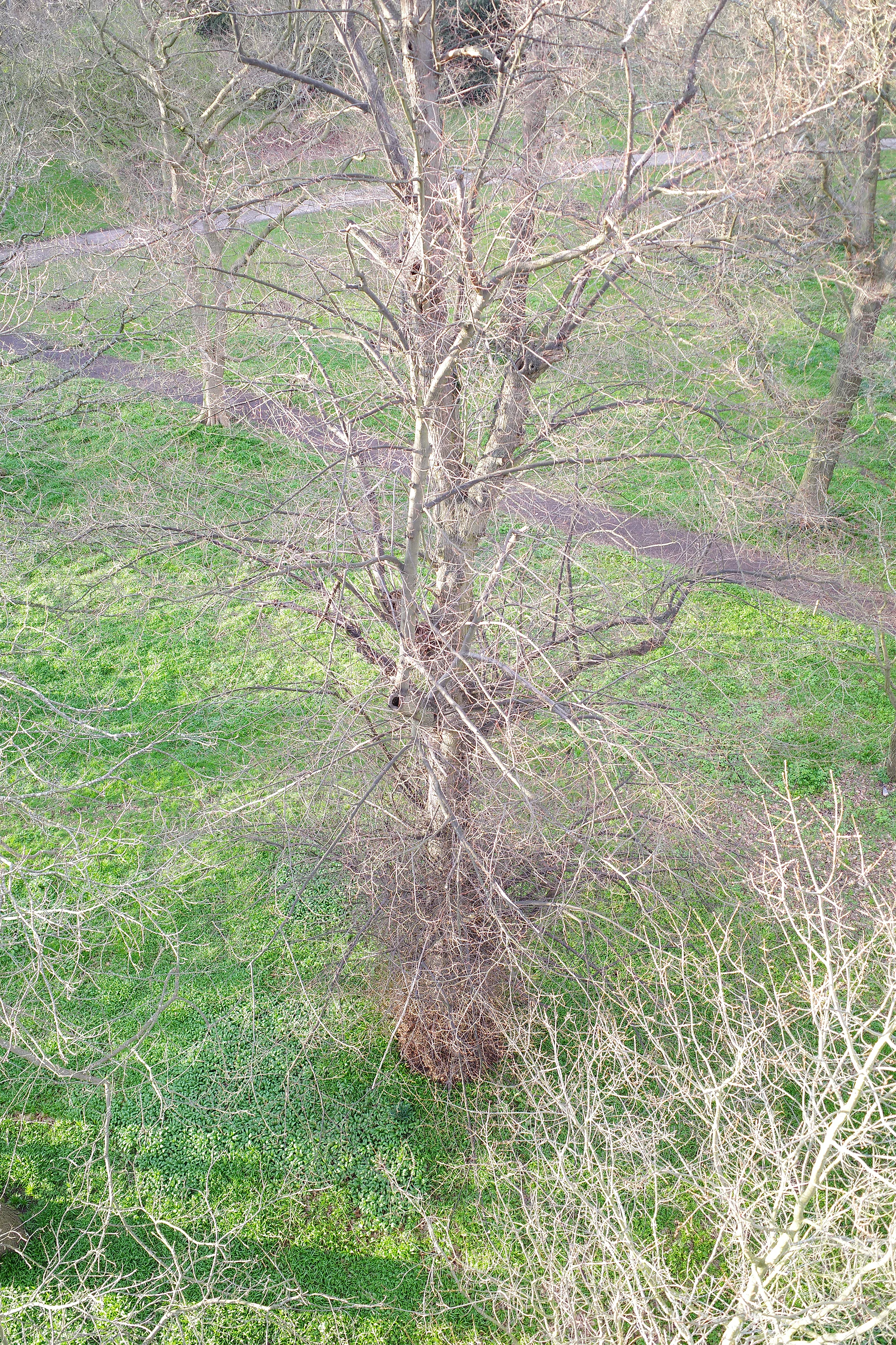 Tree photograph 29
