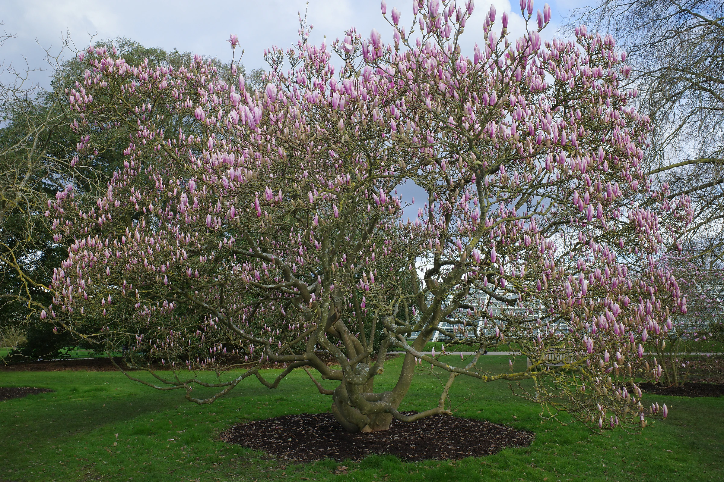 Tree photograph 32
