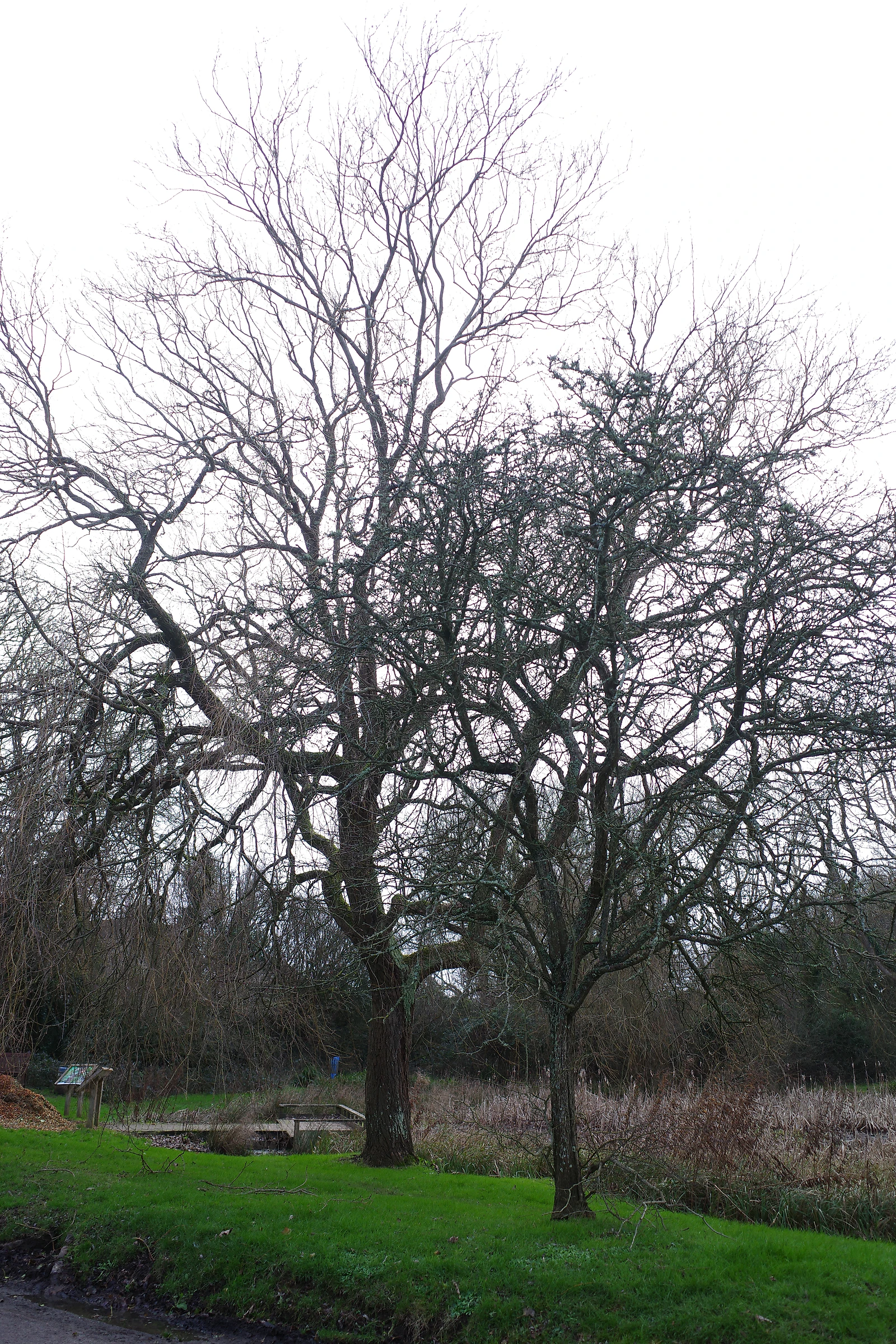 Tree photograph 33