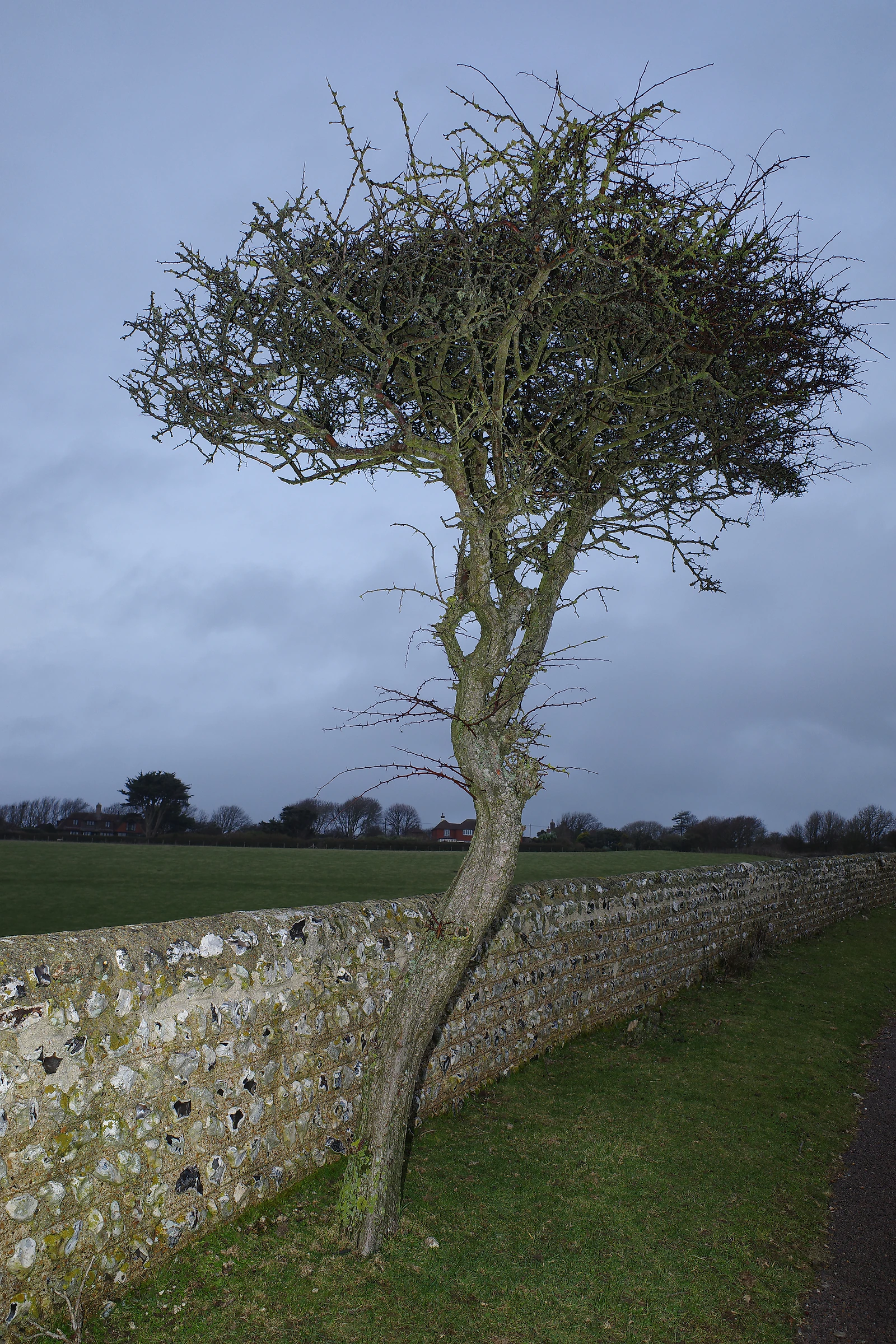 Tree photograph 34
