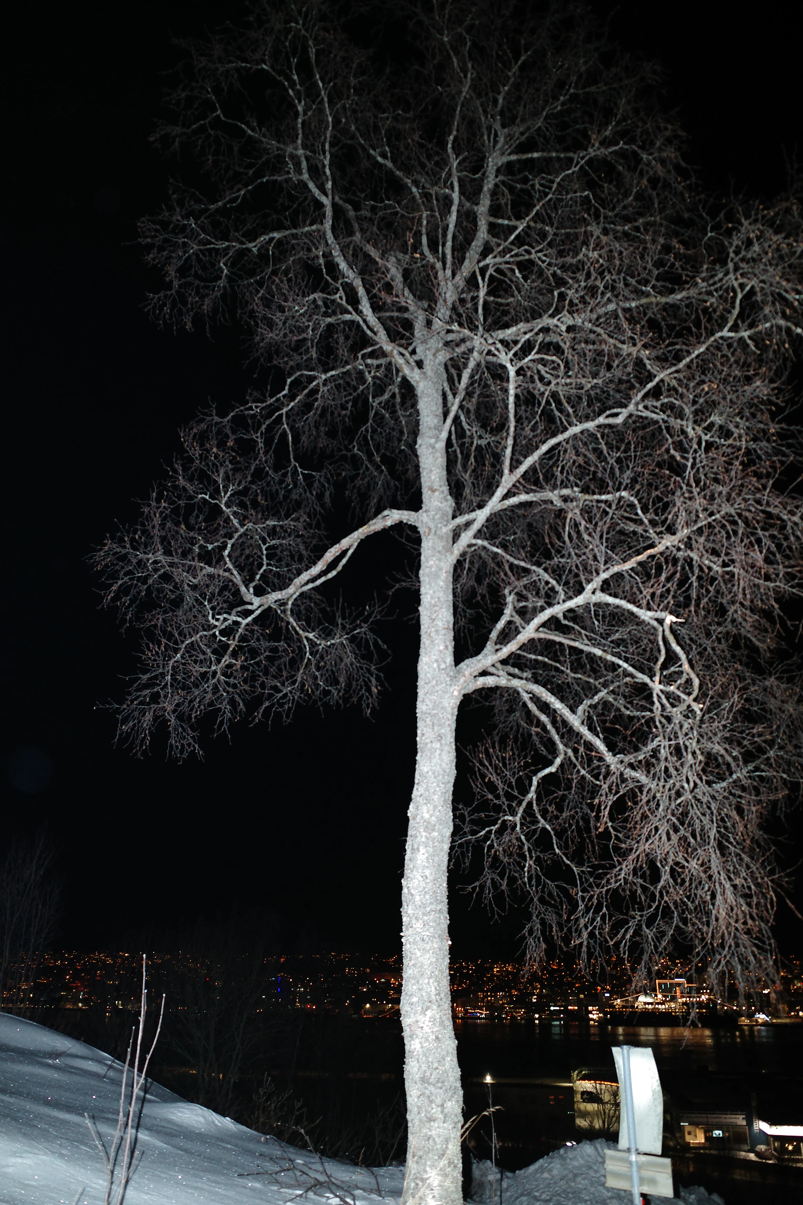 Tree photograph 35