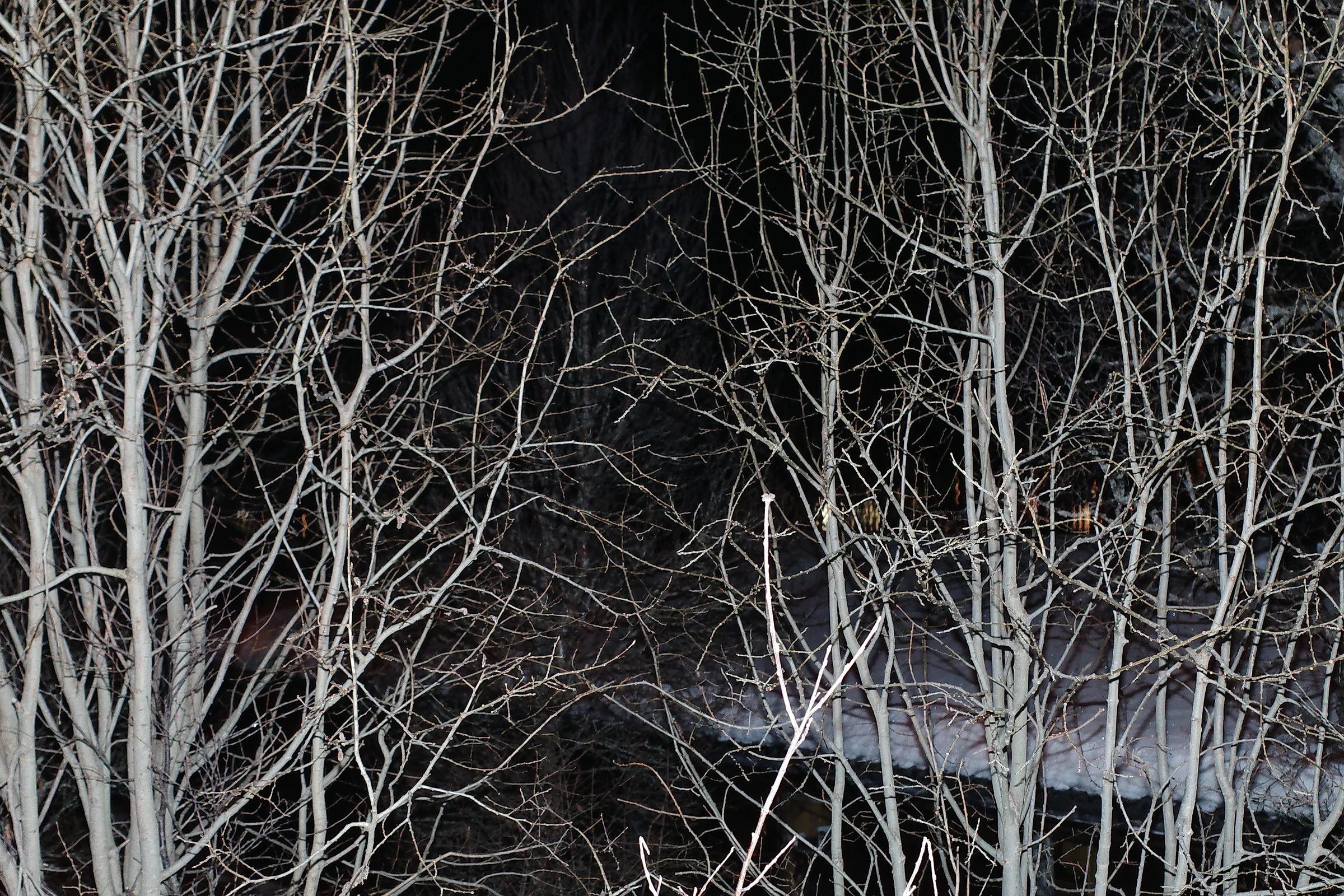 Tree photograph 36