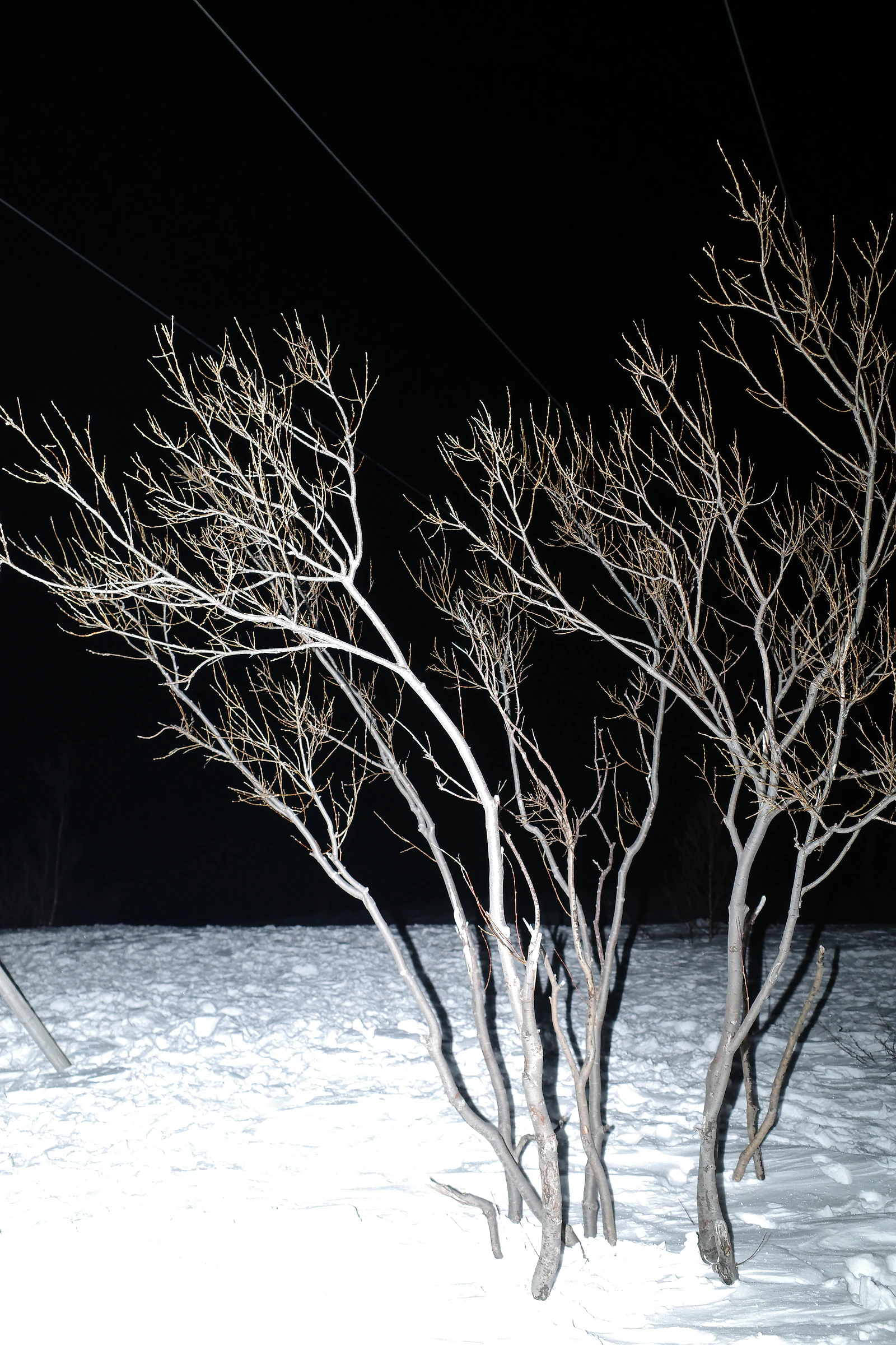 Tree photograph 37