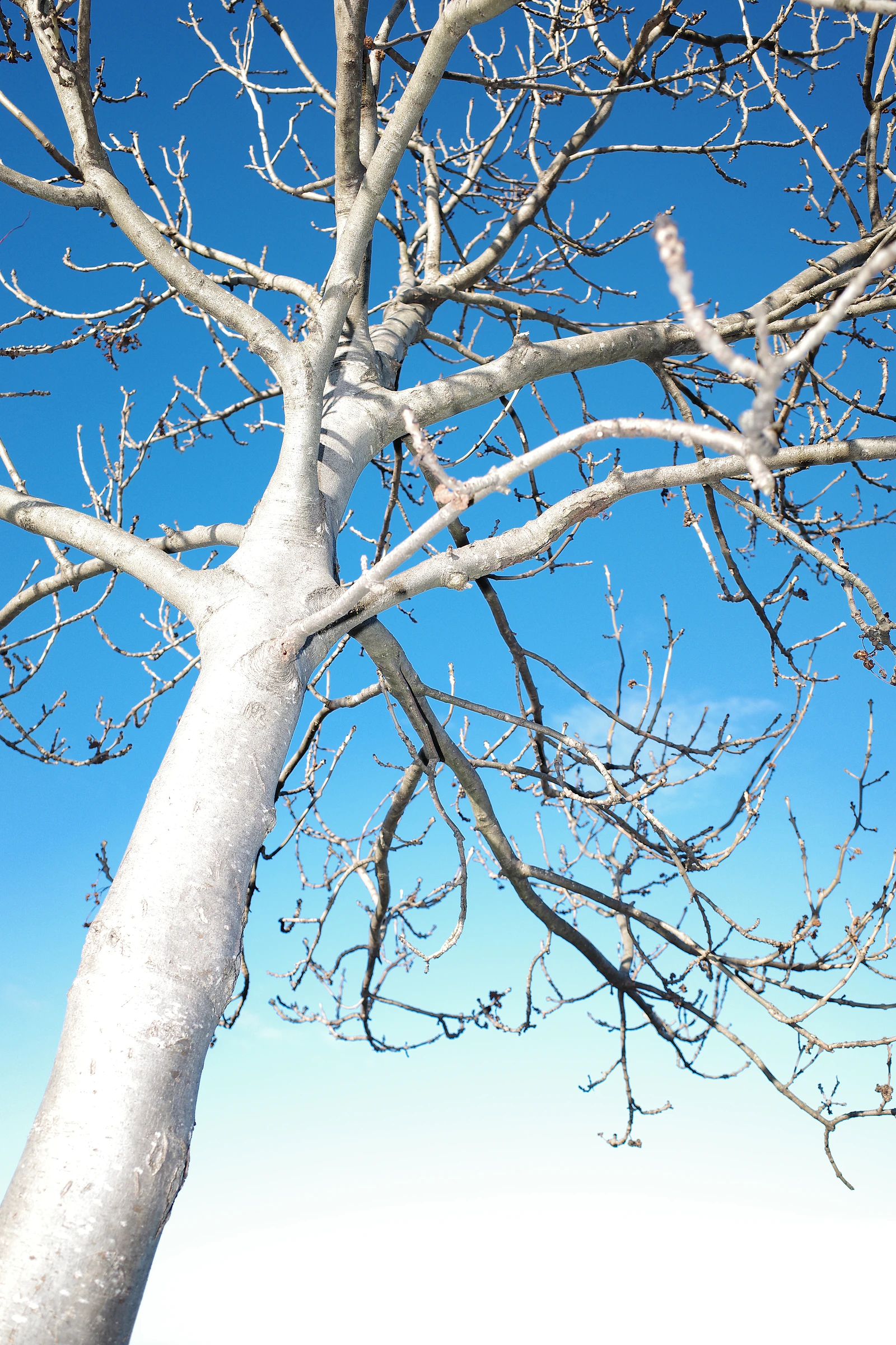 Tree photograph 38