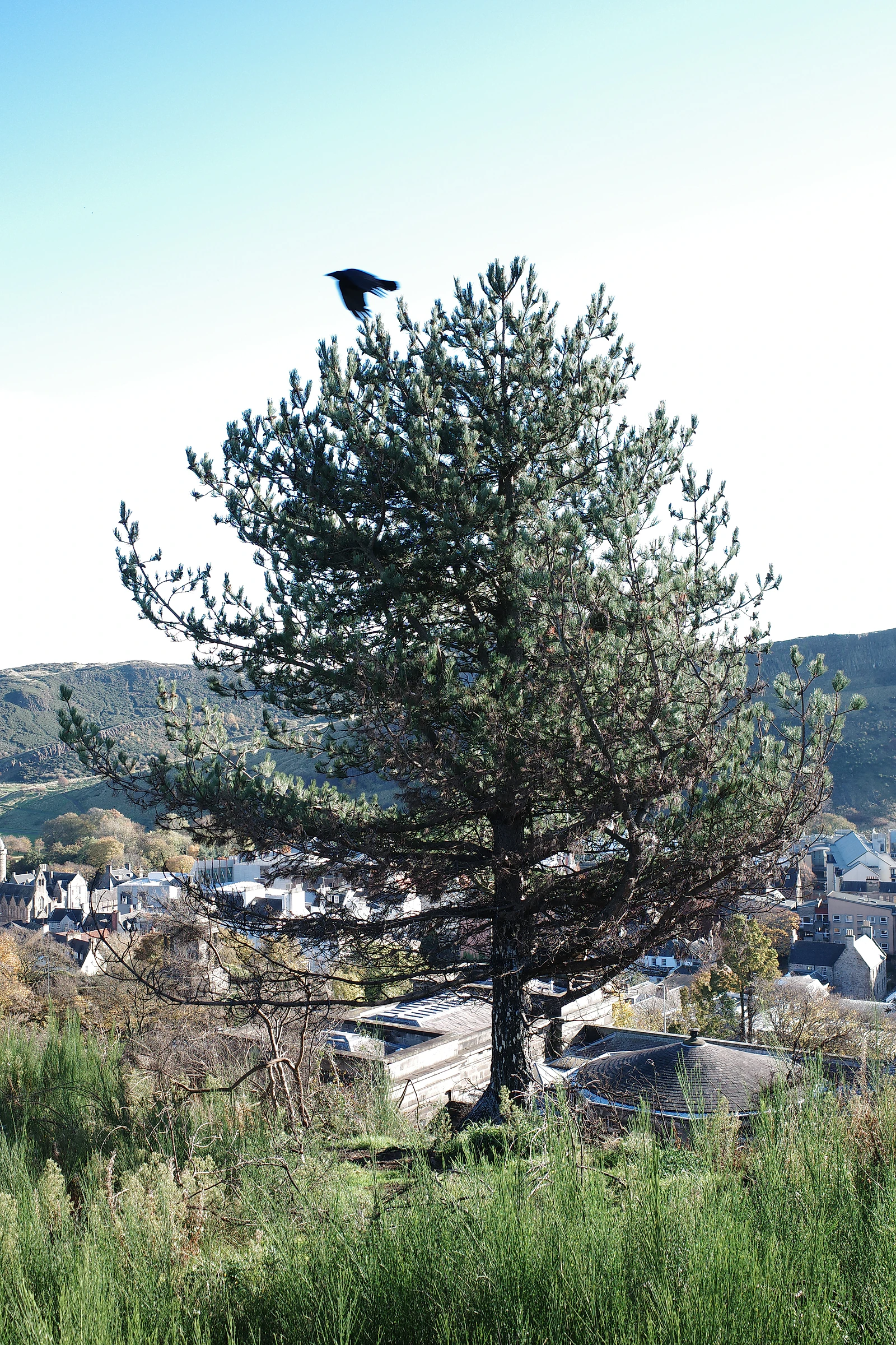 Tree photograph 39
