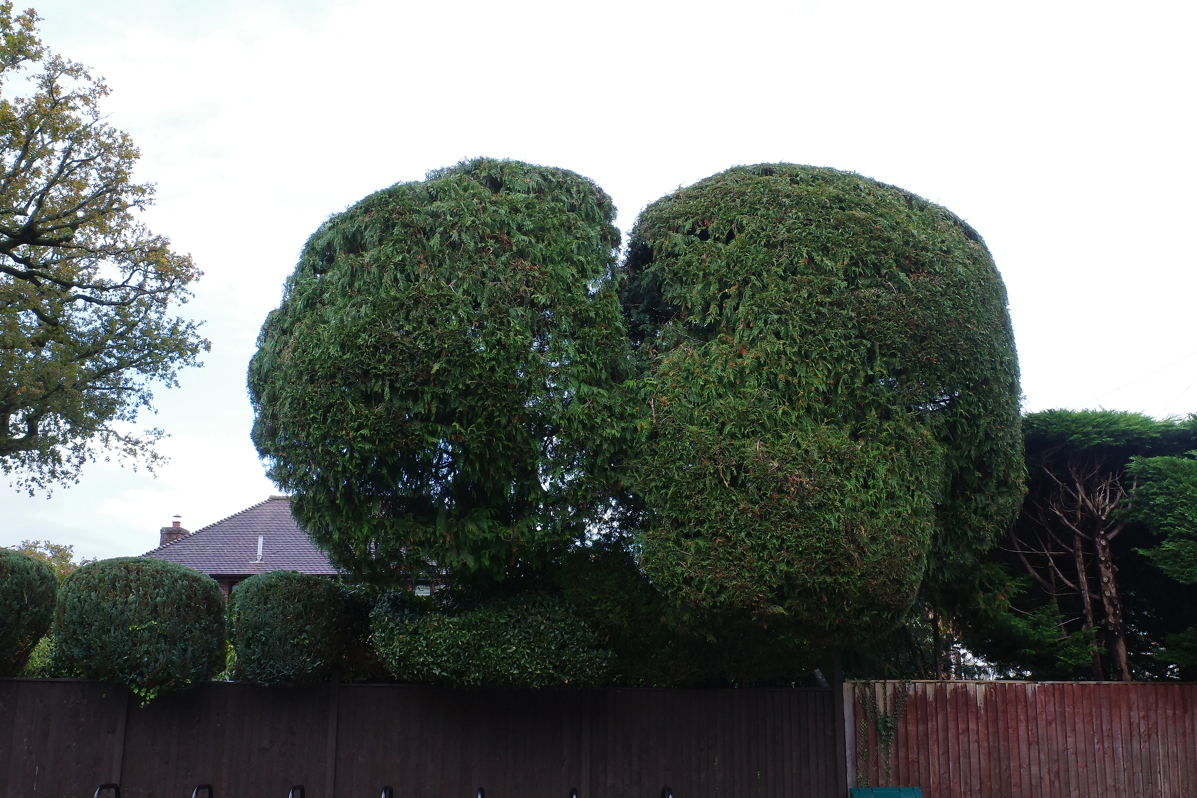 Tree photograph 42